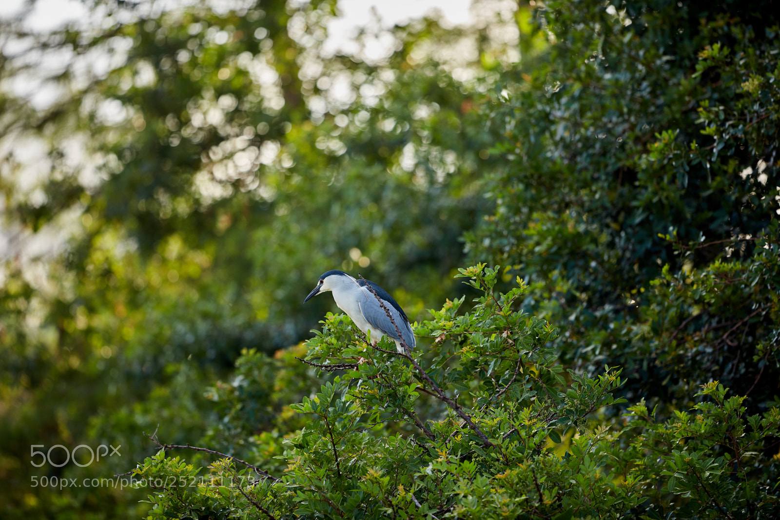 Canon EOS 5DS R sample photo. 04-03-18-0010488.jpg photography