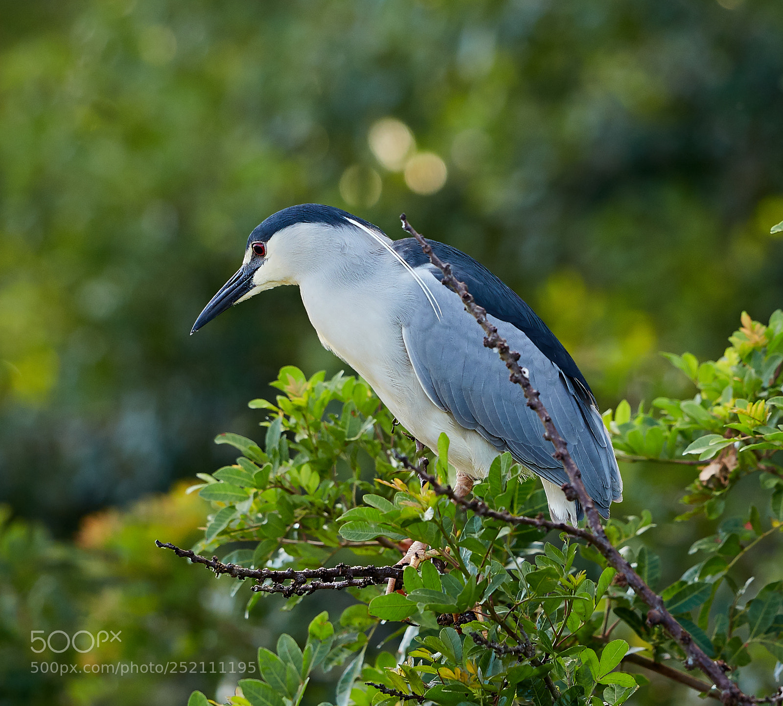 Canon EOS 5DS R sample photo. 04-03-18-0010487.jpg photography