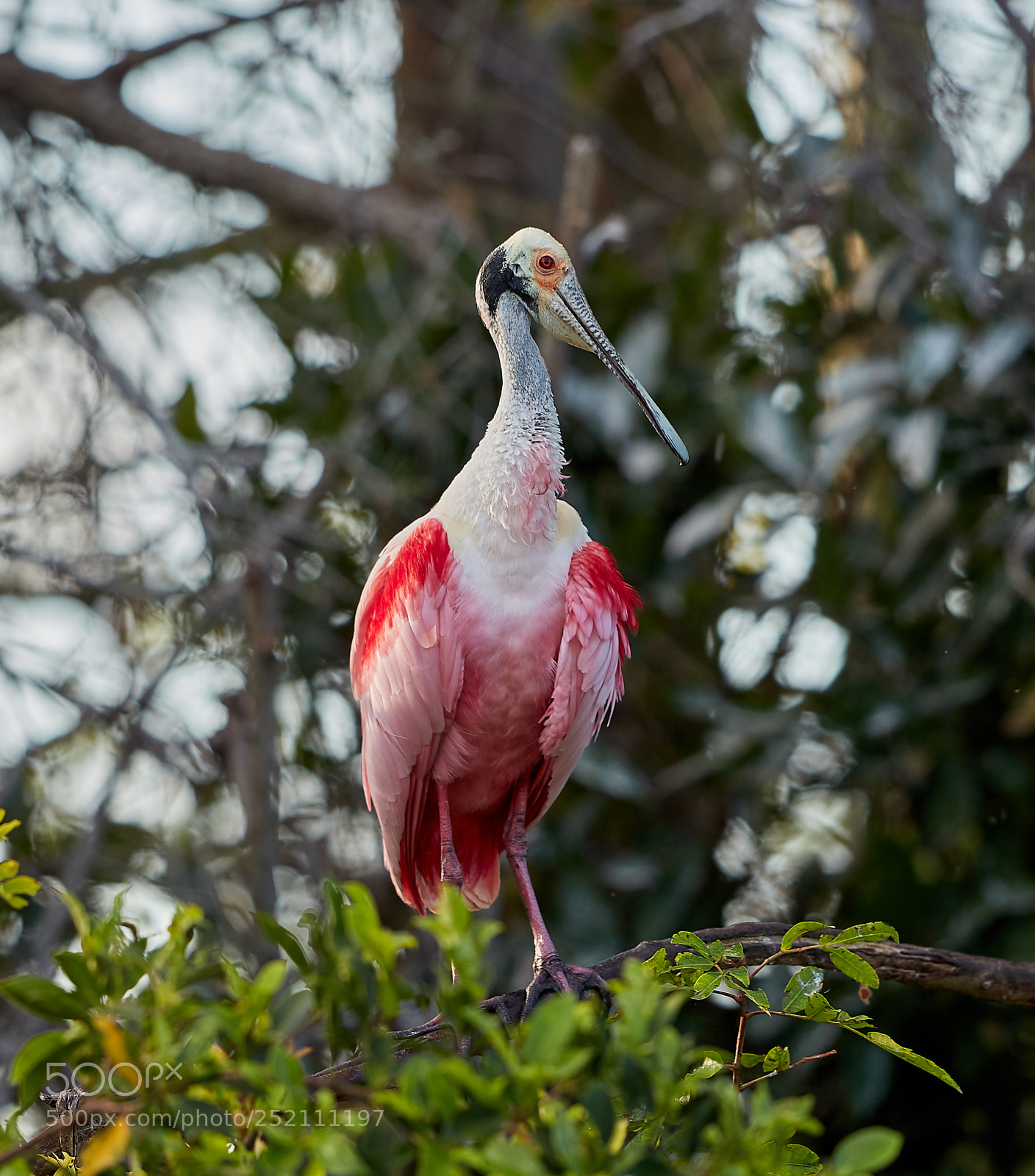 Canon EOS 5DS R sample photo. 04-03-18-0010486.jpg photography