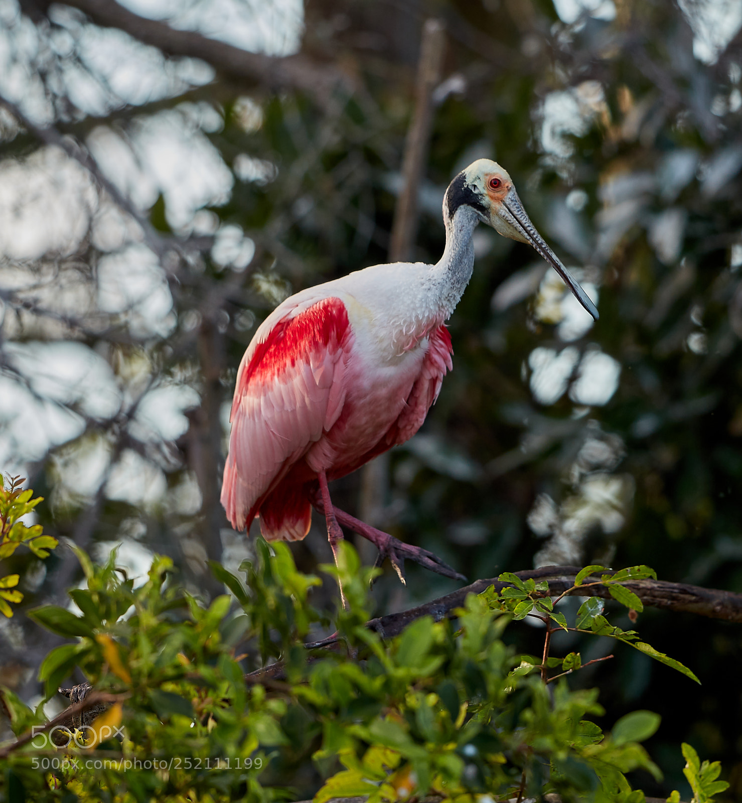 Canon EOS 5DS R sample photo. 04-03-18-0010485.jpg photography