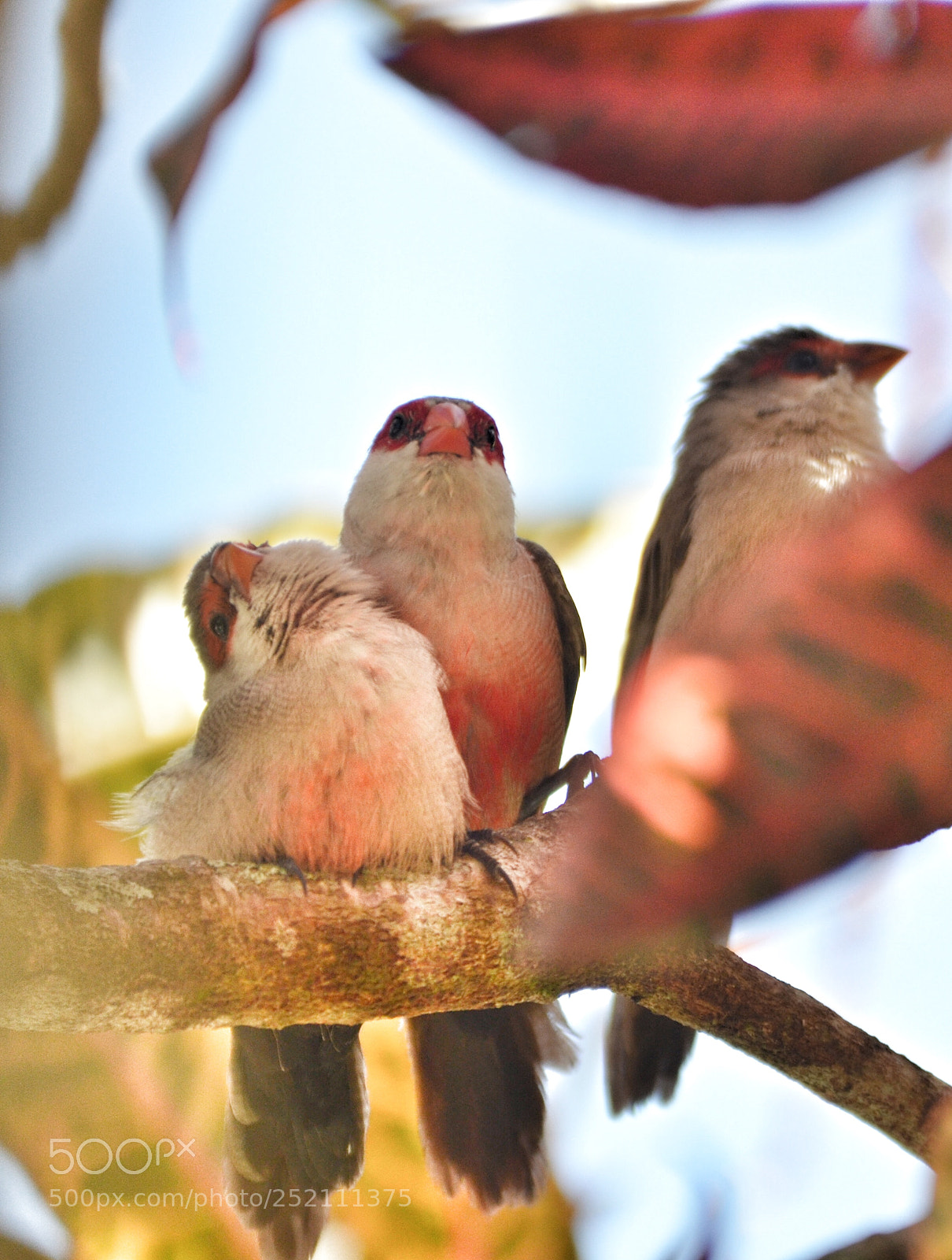 Nikon D7000 sample photo. Bico de lacre photography