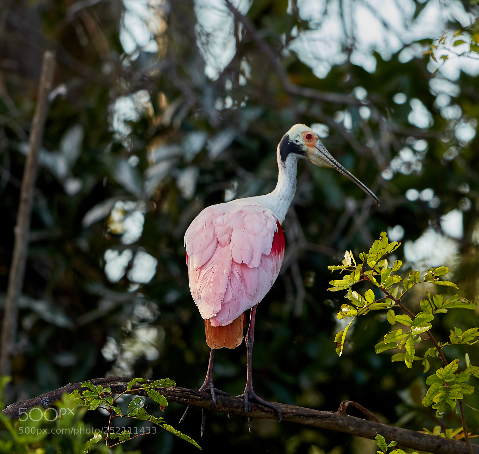 Canon EOS 5DS R sample photo. 04-03-18-0010482.jpg photography