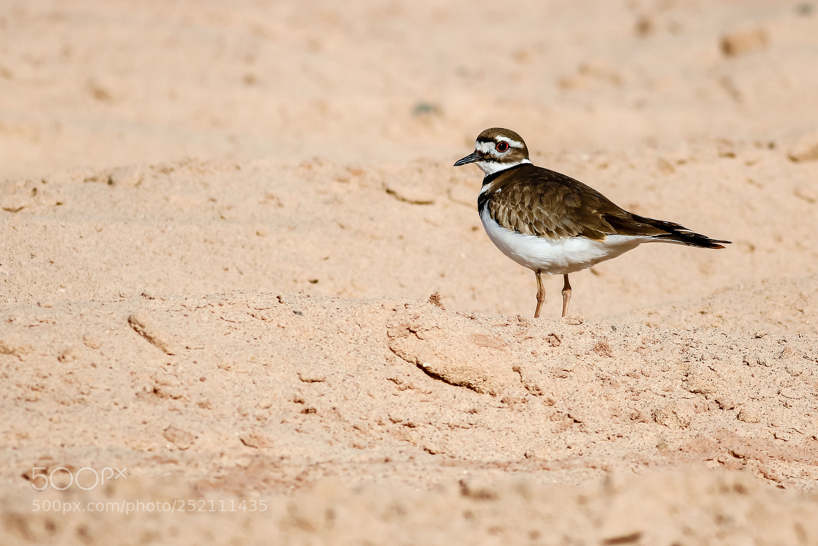 Canon EOS 760D (EOS Rebel T6s / EOS 8000D) sample photo. Killdeer photography