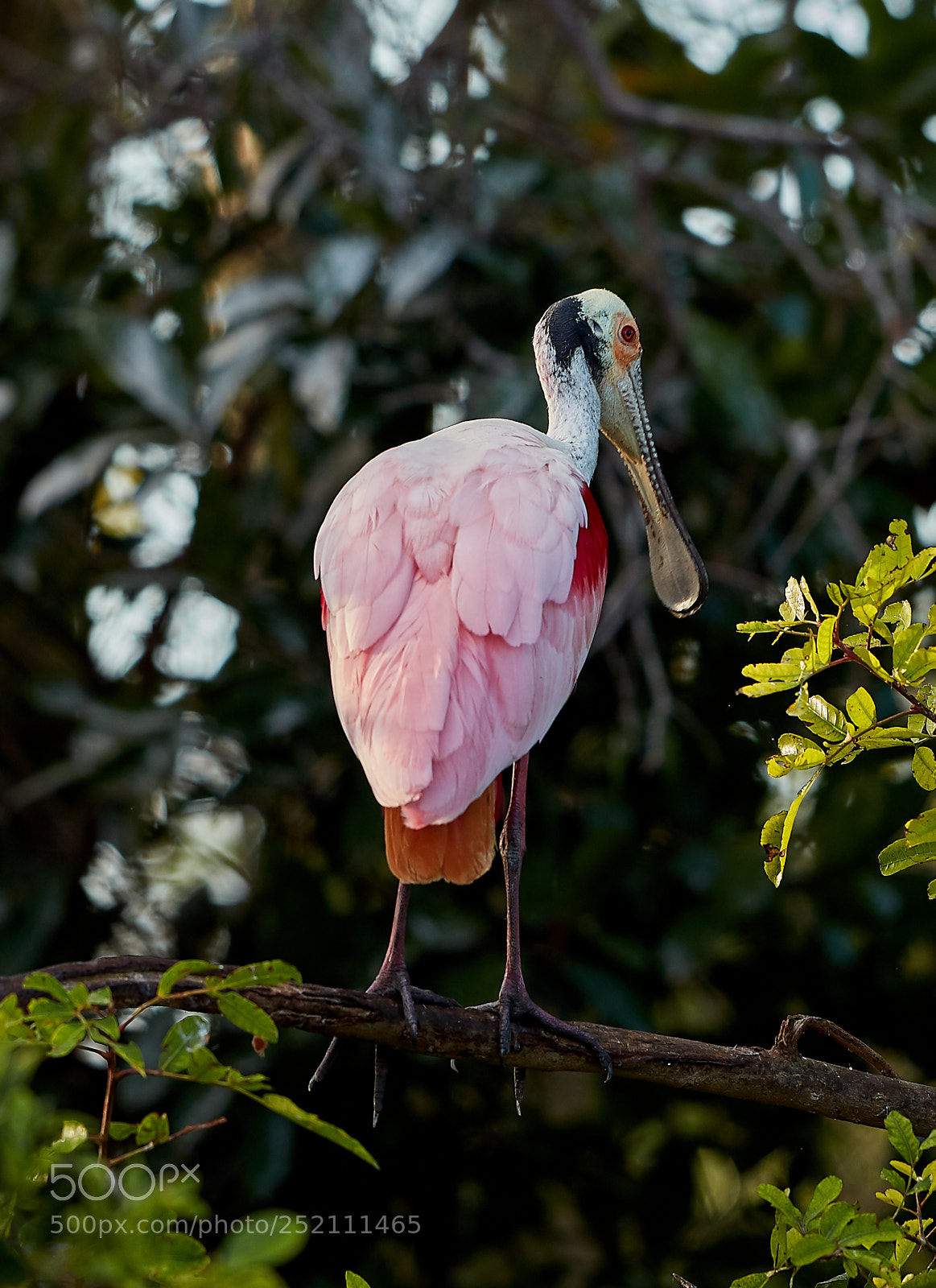 Canon EOS 5DS R sample photo. 04-03-18-0010481.jpg photography