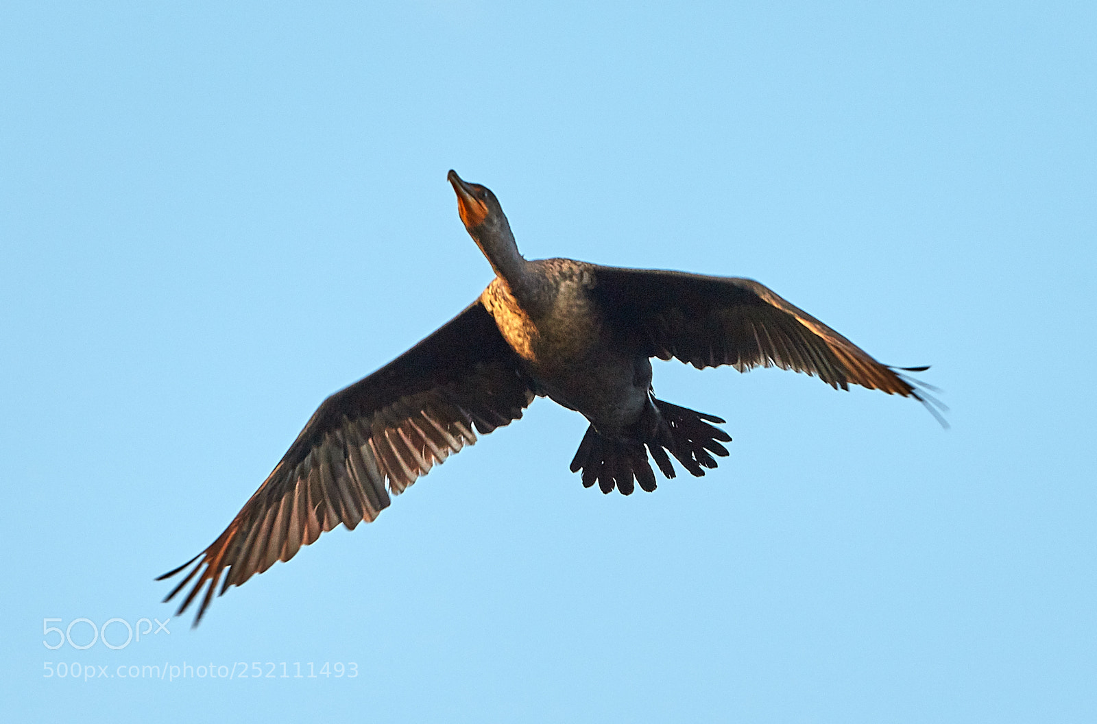 Canon EOS 5DS R sample photo. 04-03-18-0010479.jpg photography