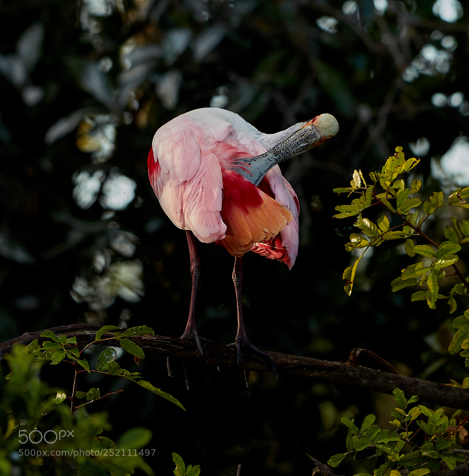 Canon EOS 5DS R sample photo. 04-03-18-0010476.jpg photography