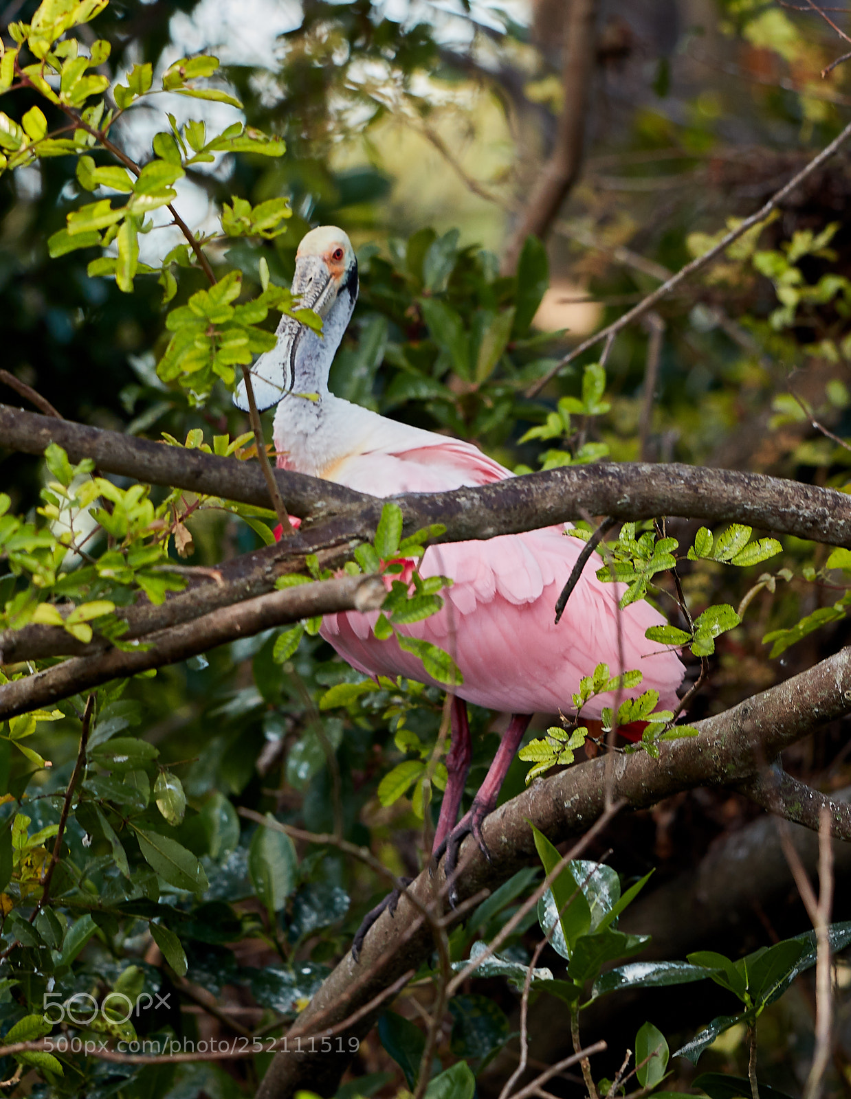 Canon EOS 5DS R sample photo. 04-03-18-0010469.jpg photography