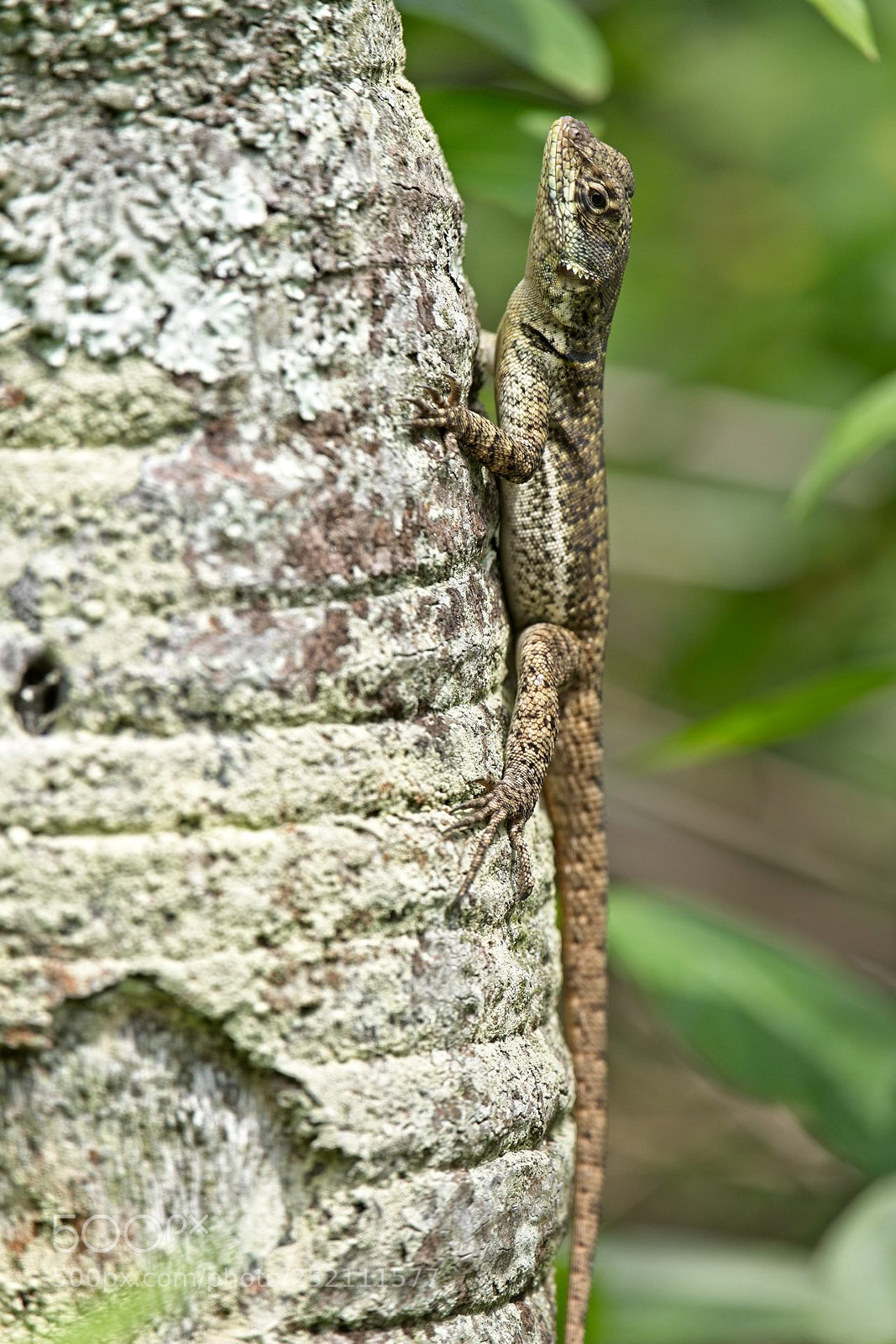 Fujifilm X-T20 sample photo. Lizard photography