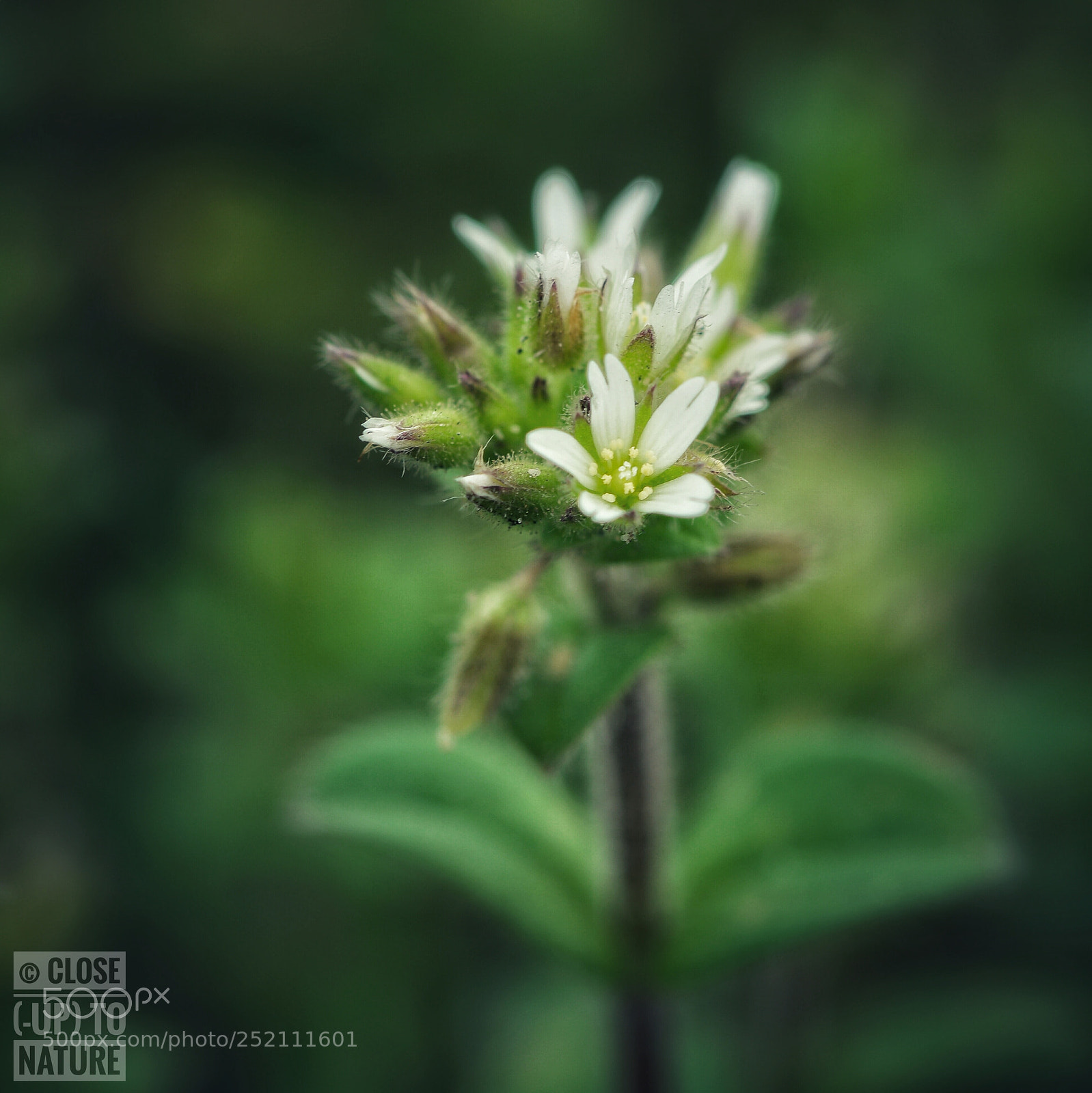 Samsung NX500 sample photo. Cerastium gloletarium photography