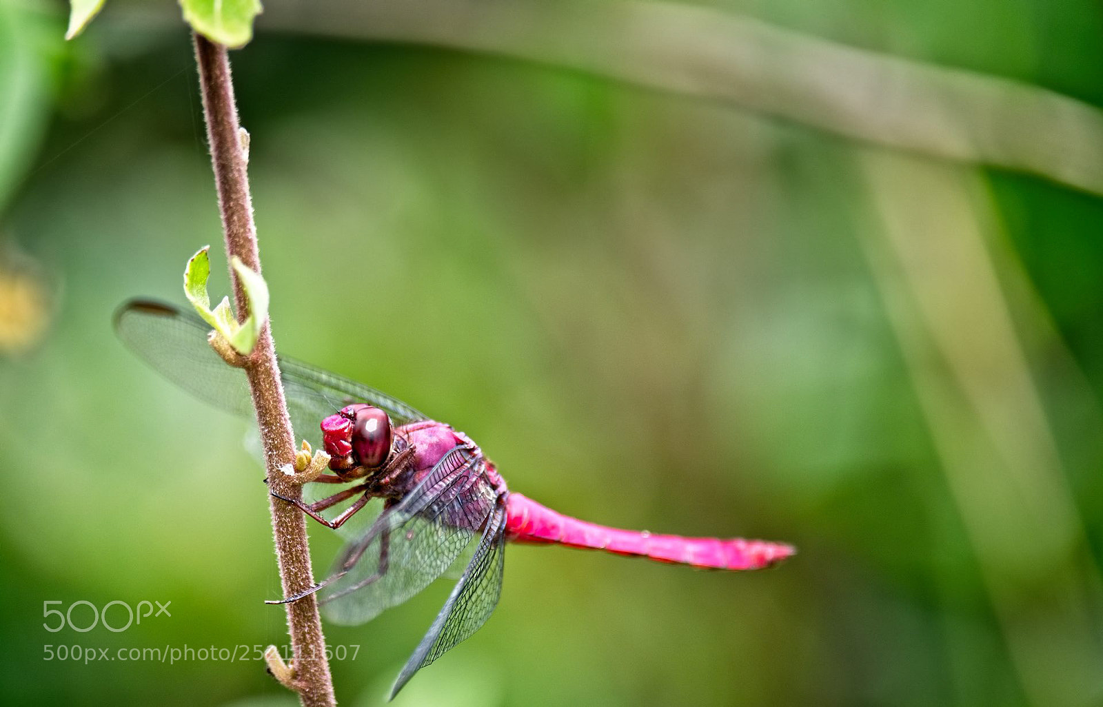 Fujifilm X-T20 sample photo. Dragon-fly photography