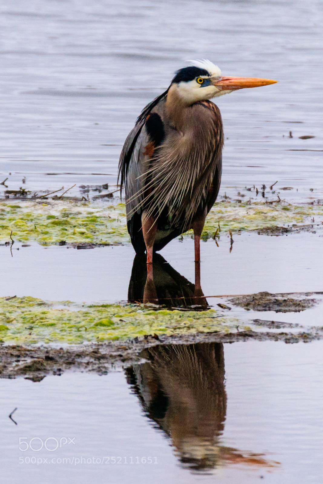 Canon EOS 80D sample photo. Great blue heron photography