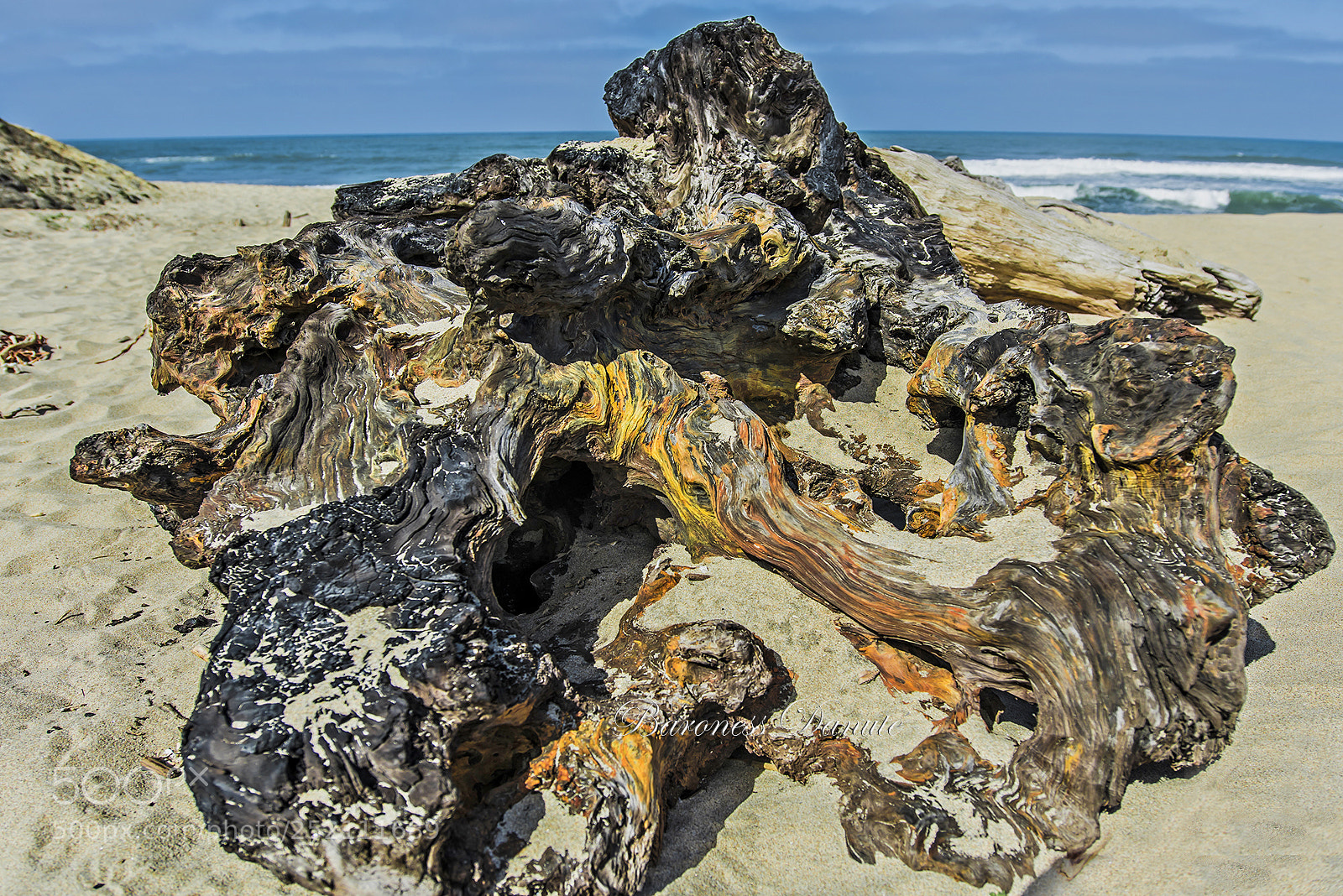 Nikon D810 sample photo. Lions head photography