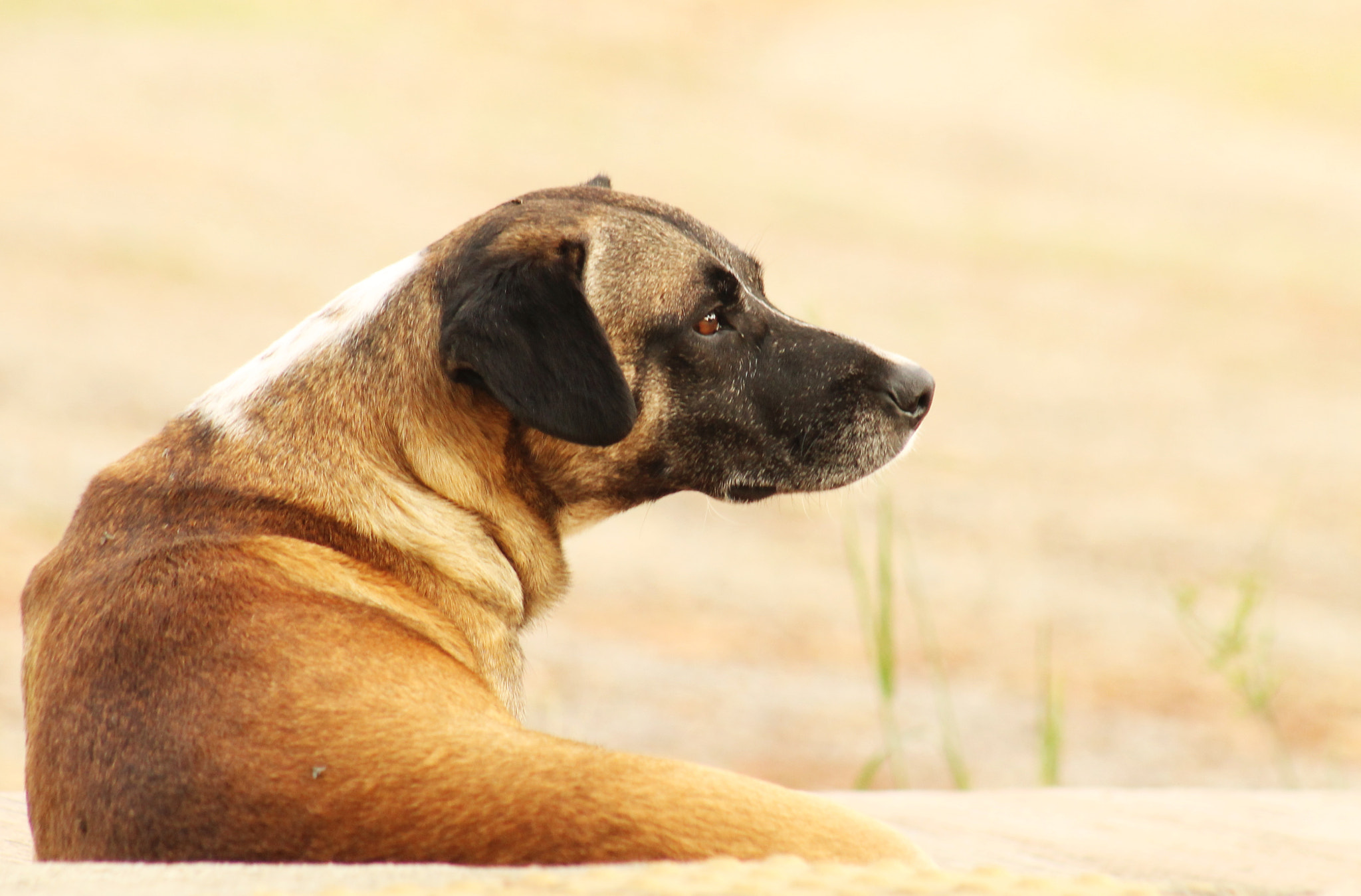 Canon EF 75-300mm f/4-5.6 USM sample photo. Thought photography