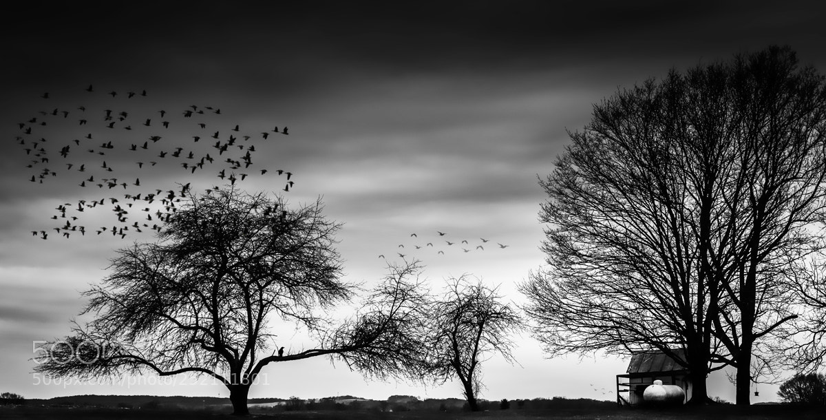 Nikon D7200 sample photo. Weeping of calls photography