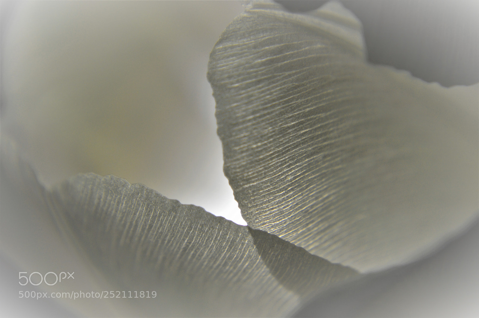 Nikon D3200 sample photo. Tulip grey photography