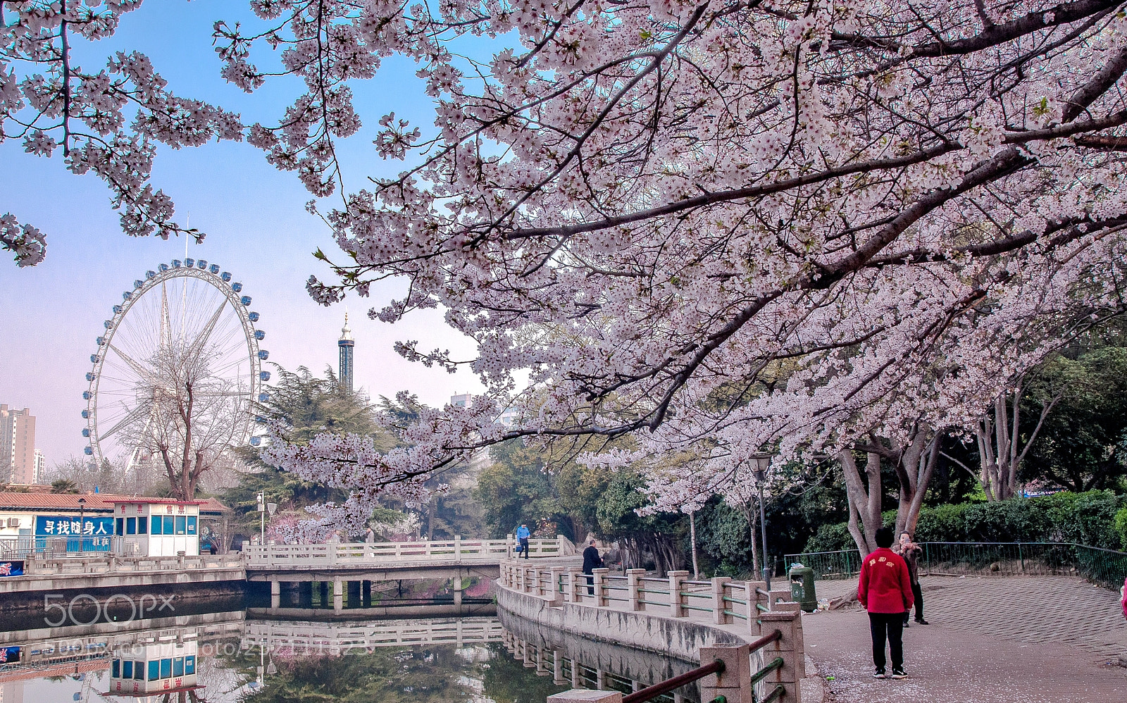 Nikon D90 sample photo. 樱花盛开 photography
