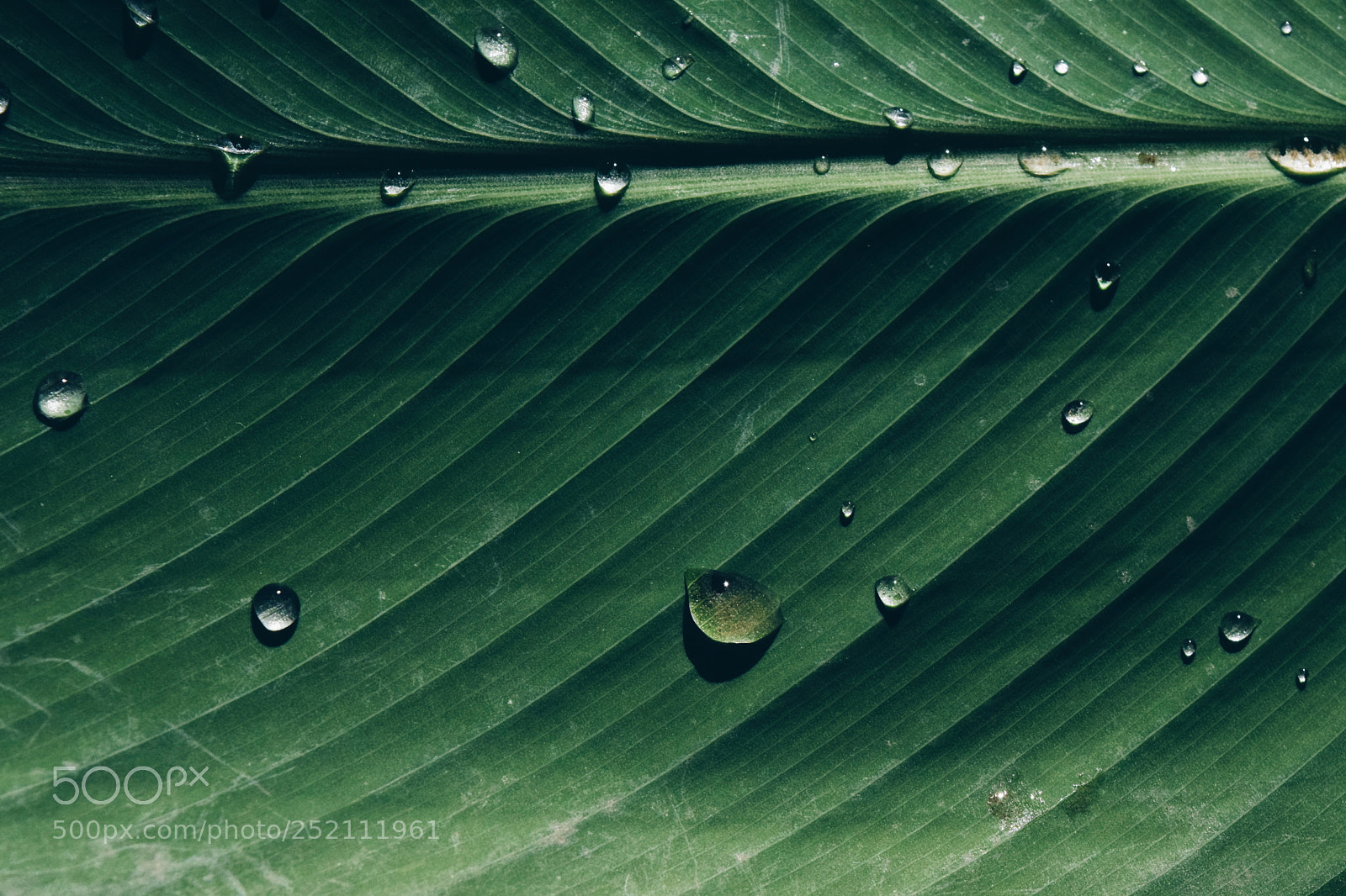 Nikon D5300 sample photo. Magic leaf. photography