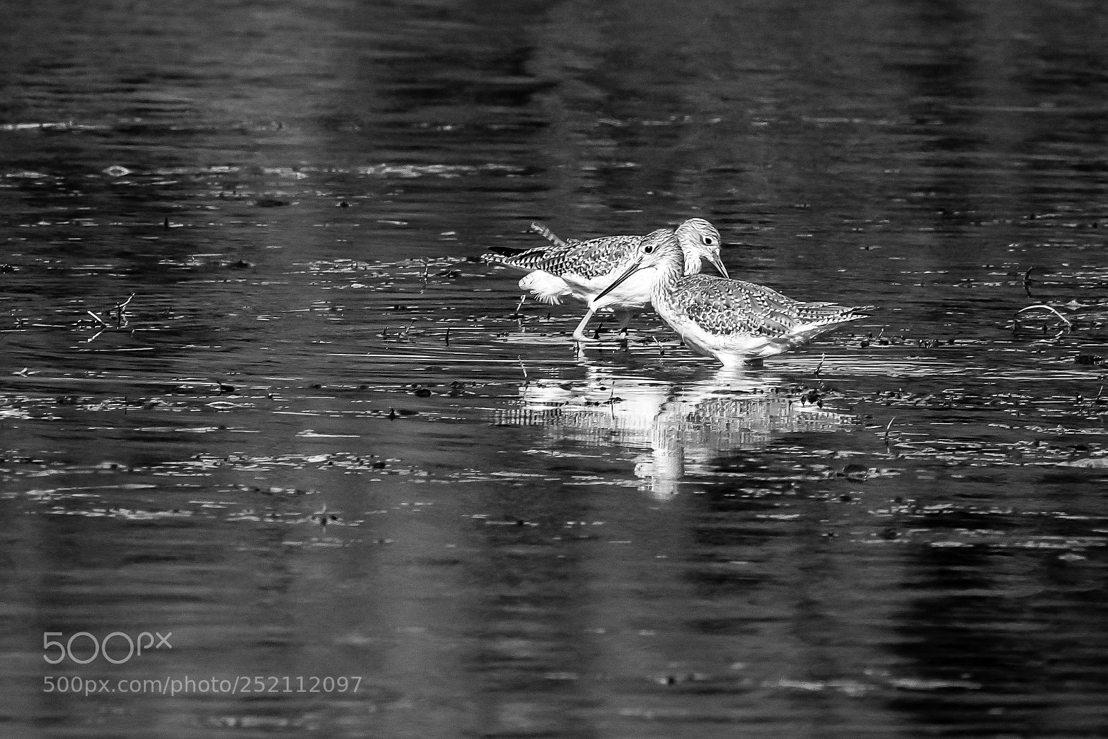 Canon EOS 760D (EOS Rebel T6s / EOS 8000D) sample photo. Greater yellowlegs b & w photography