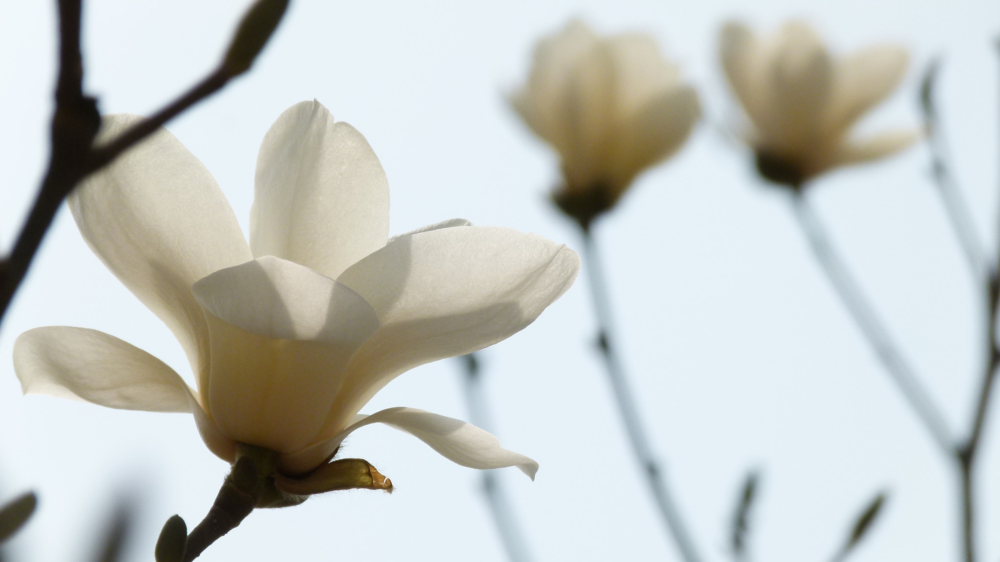 Leica V-Lux 2 sample photo