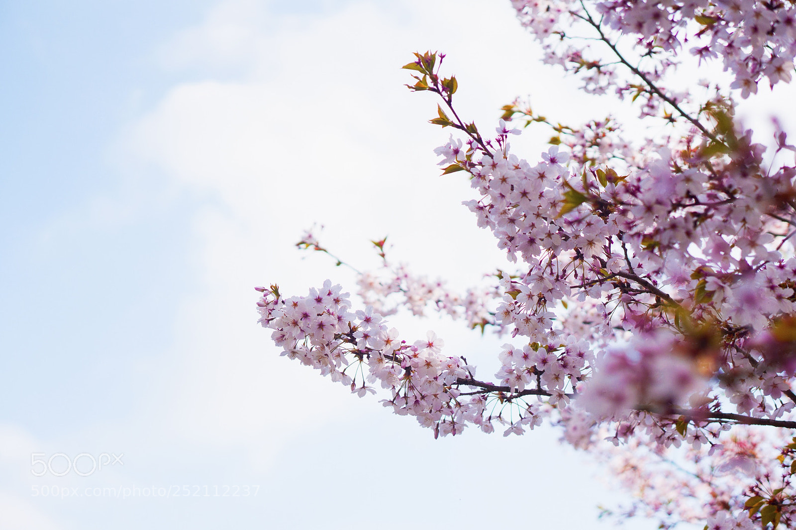 Sony a6000 sample photo. Sakura photography