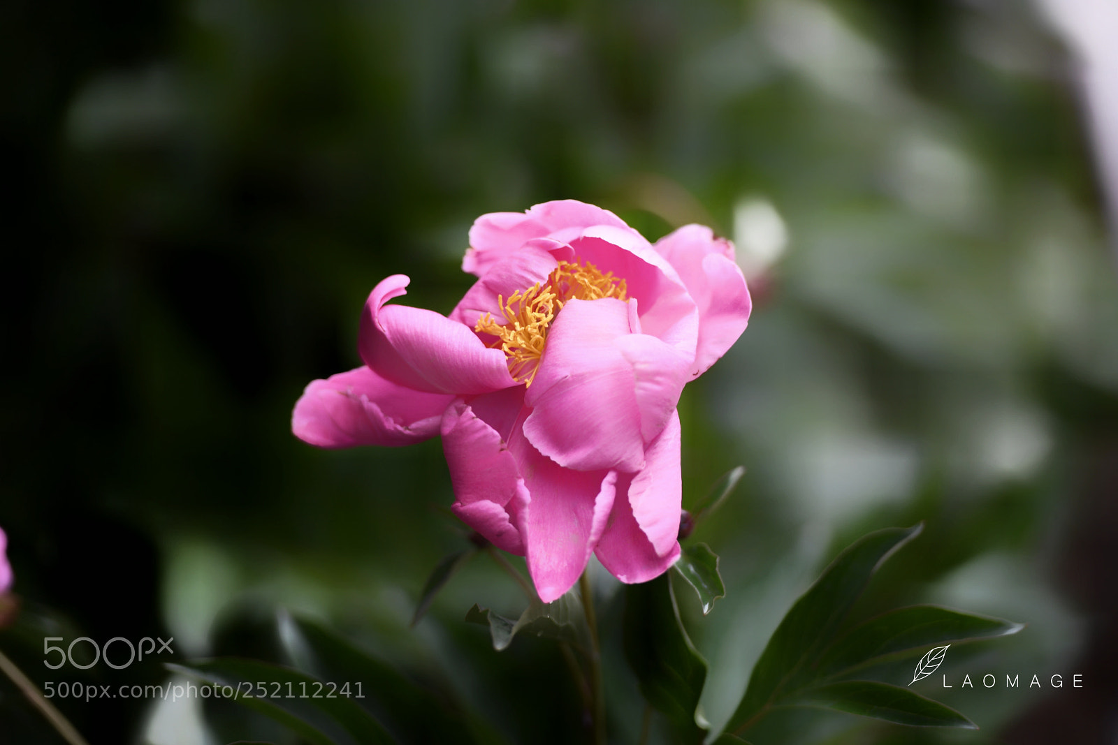 Nikon D5 sample photo. Untitled photography