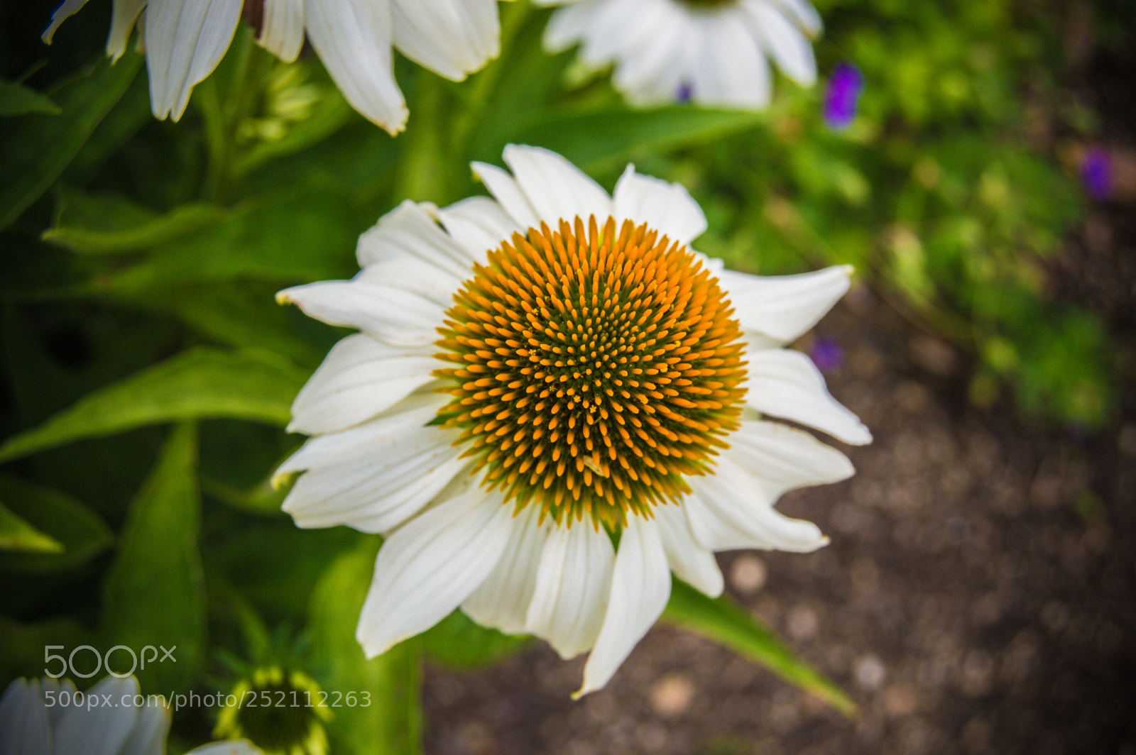 Nikon D3200 sample photo. Common daisy flower single photography