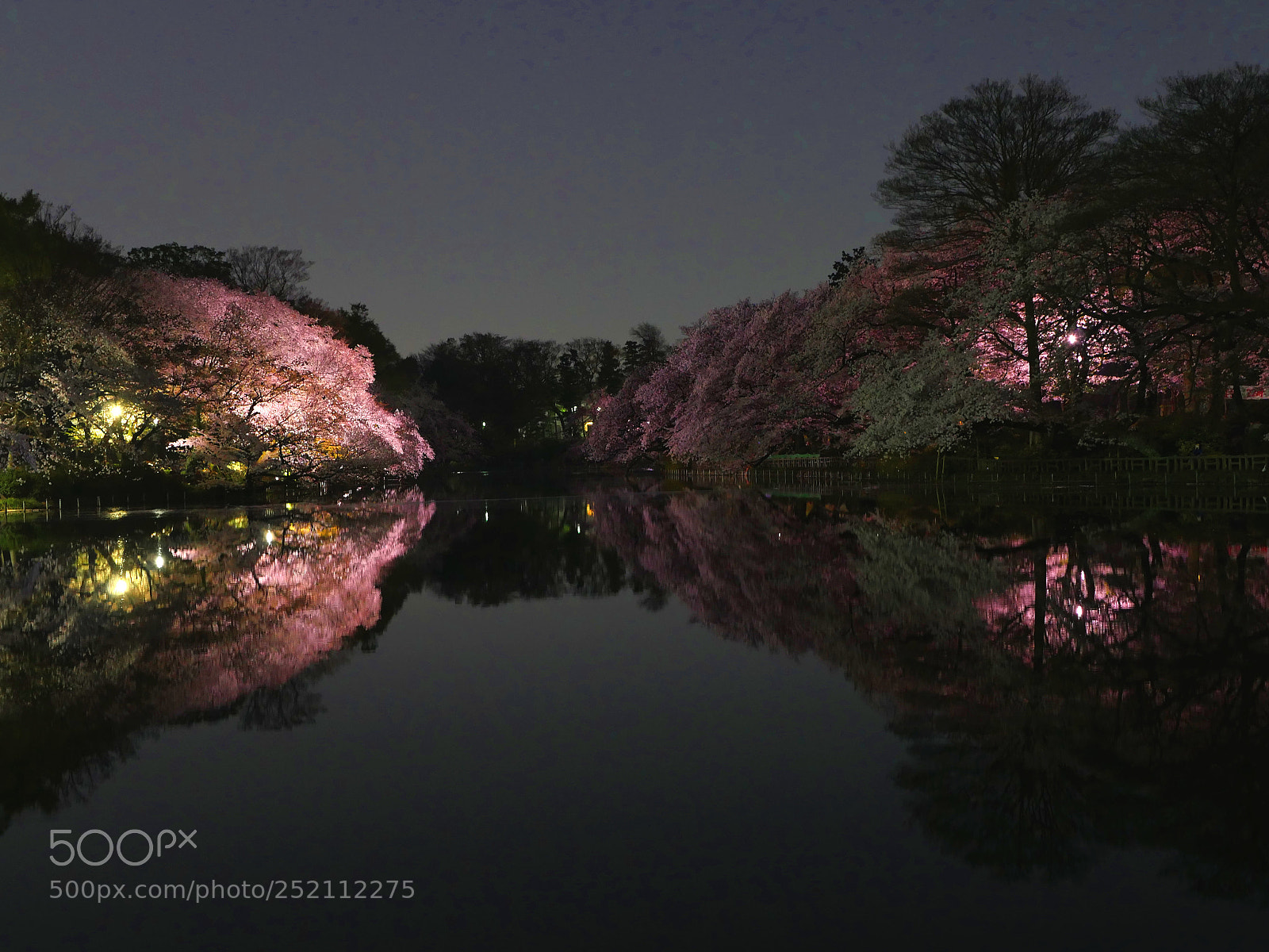 Panasonic Lumix DMC-GX8 sample photo. Riflessi di hanami photography