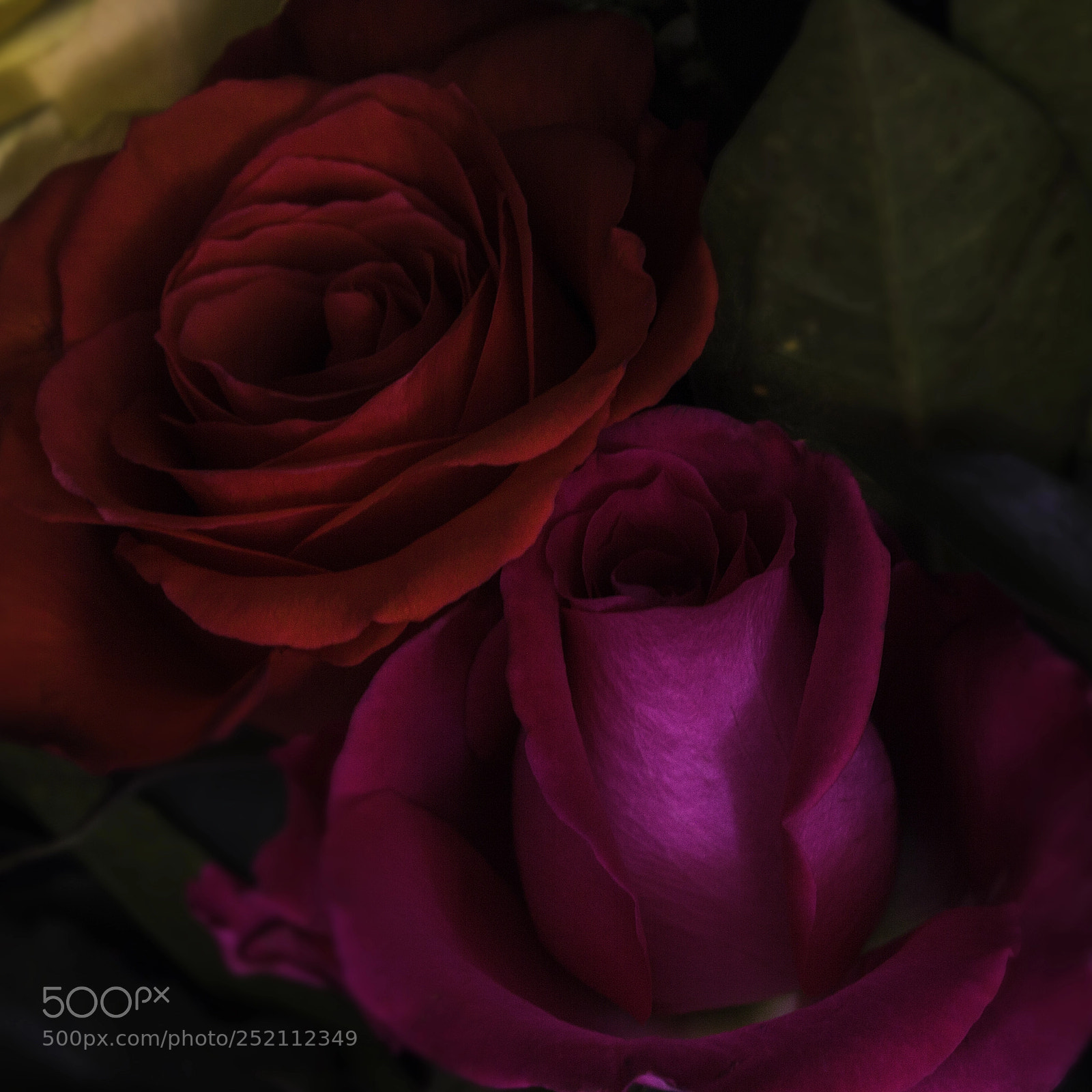 Canon EOS 60D sample photo. Roses photography