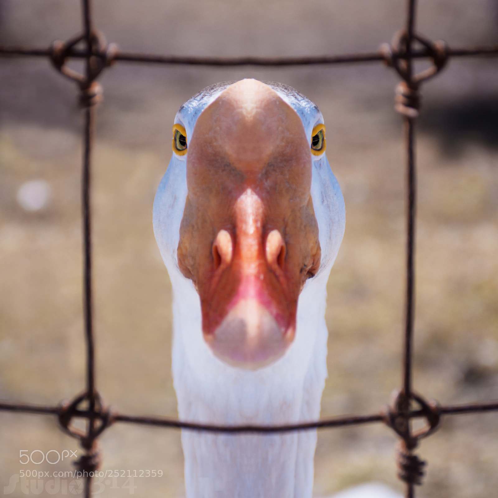 Nikon D7200 sample photo. What's up duck! photography