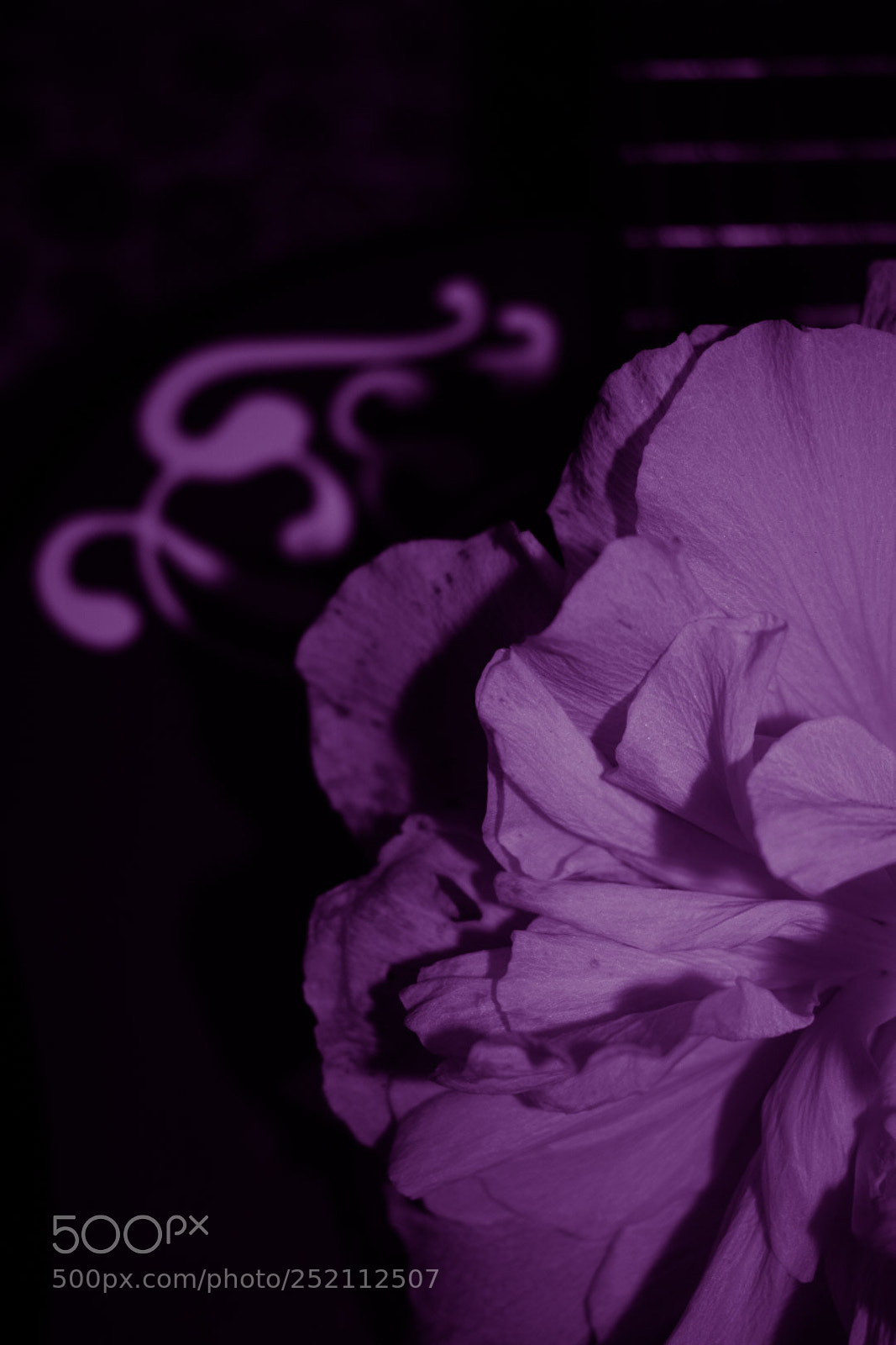 Nikon D5300 sample photo. Flower + music!!! photography