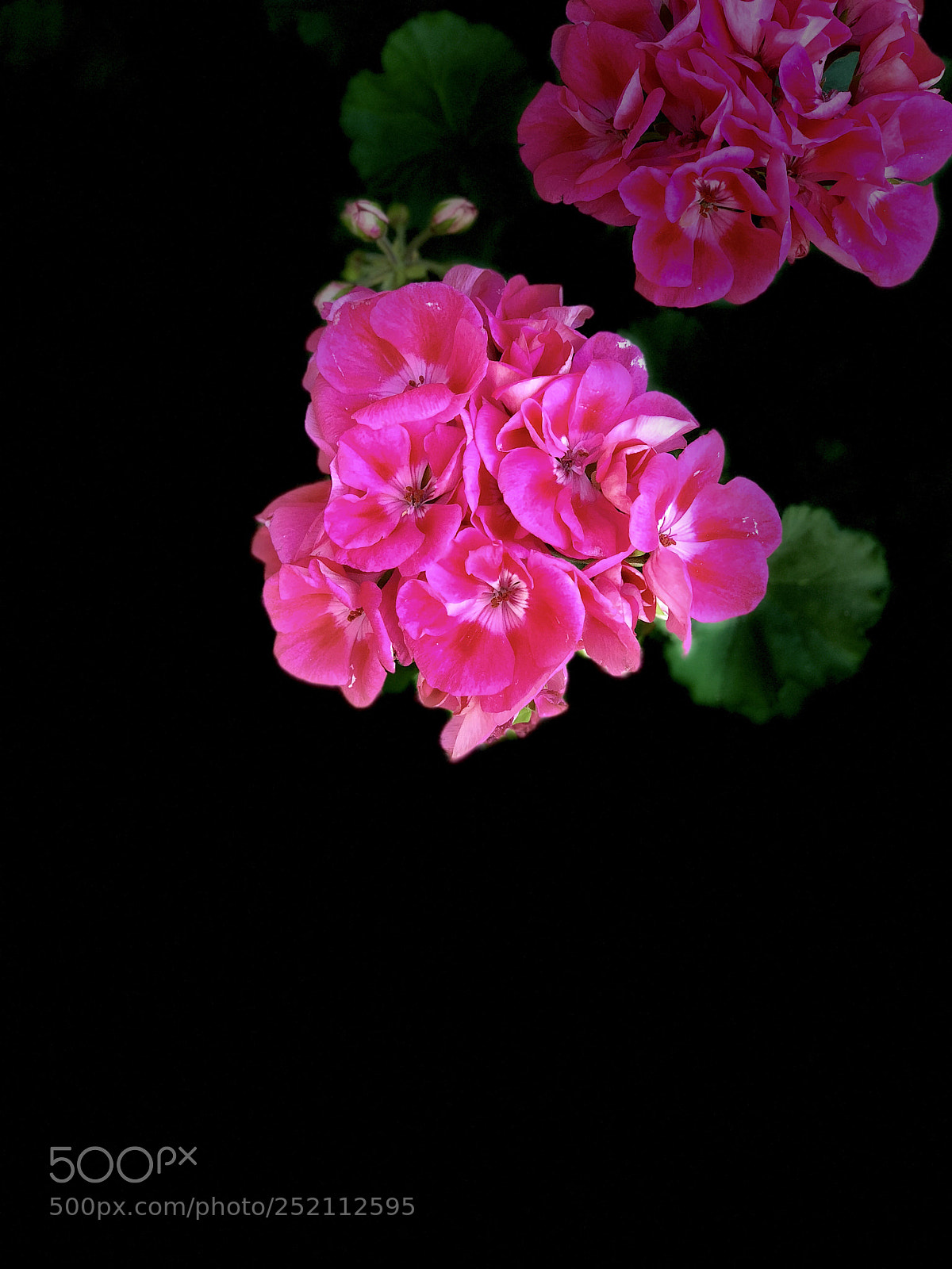 Apple iPhone X sample photo. Lost  photography