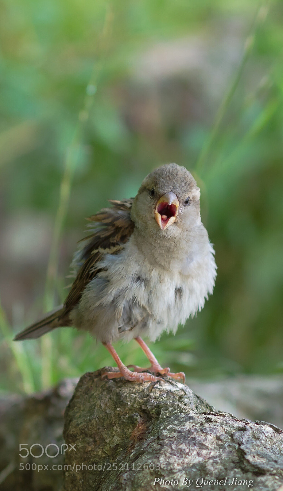 Canon EOS 7D sample photo. Newbie sparrow photography