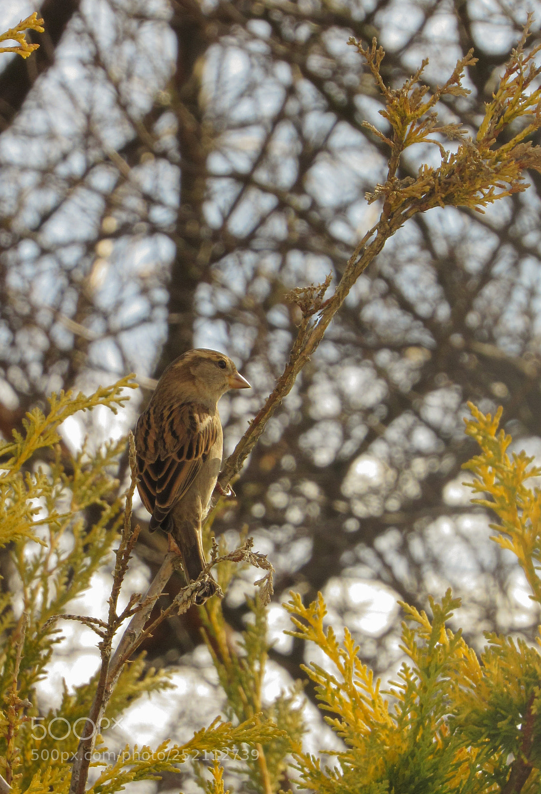 Canon PowerShot SX530 HS sample photo. House sparrow 4 photography