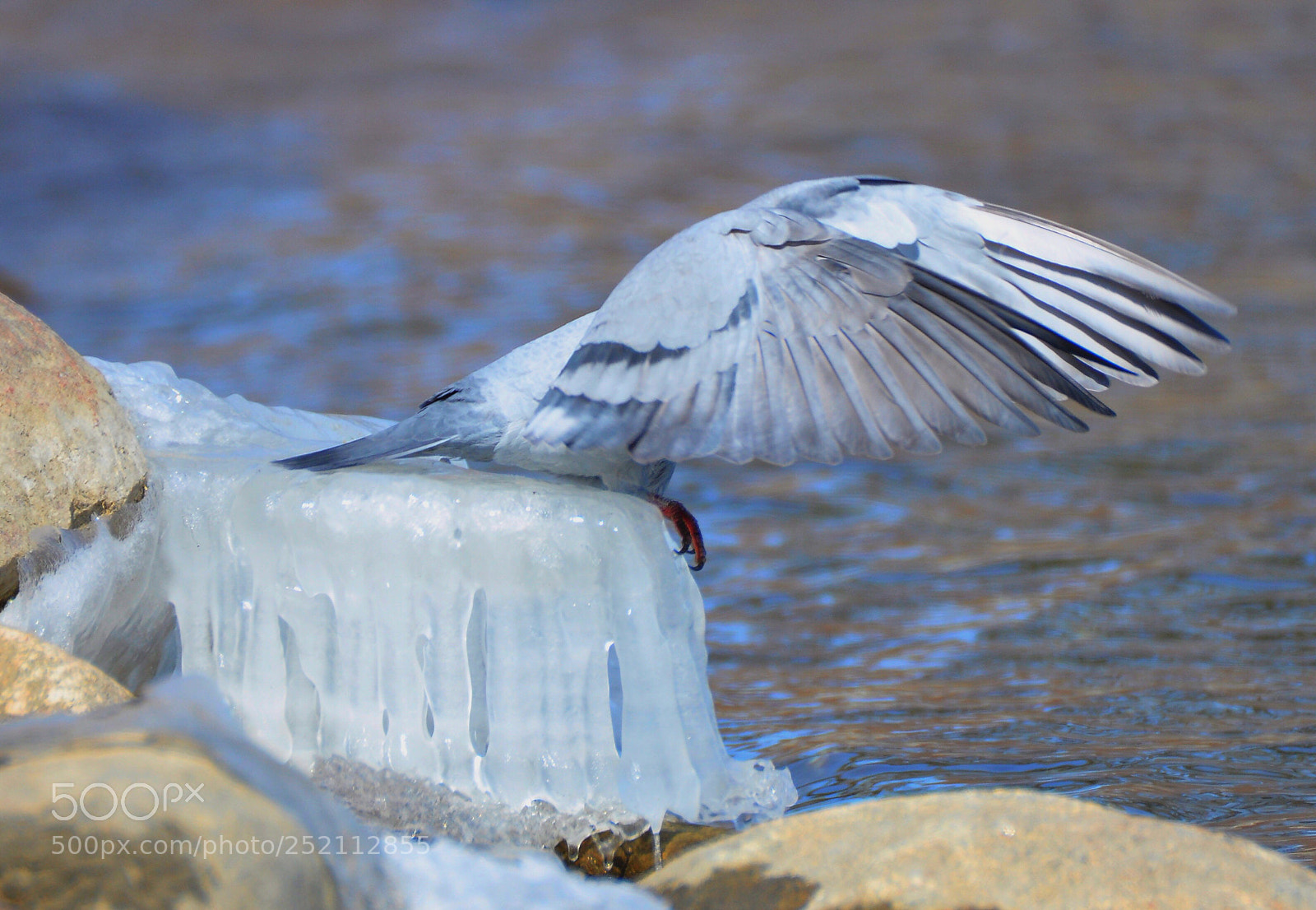 Nikon D90 sample photo. Wings photography