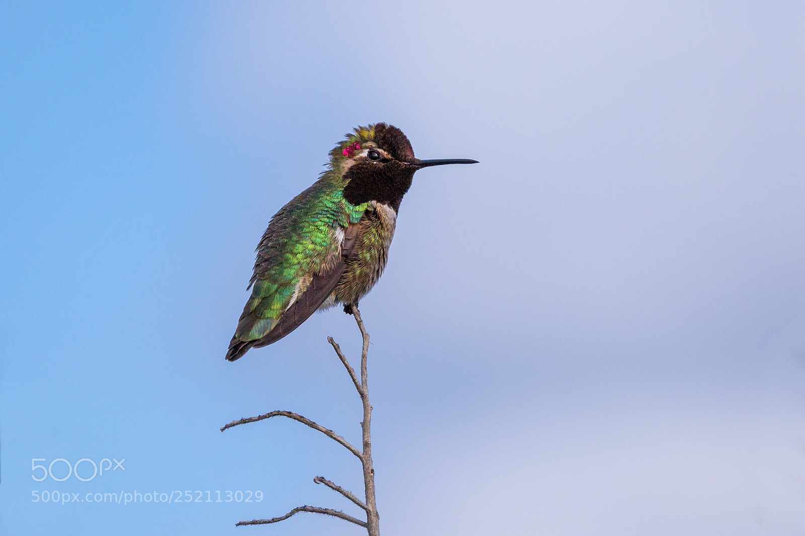 Canon EOS 6D Mark II sample photo. Hummingbird photography