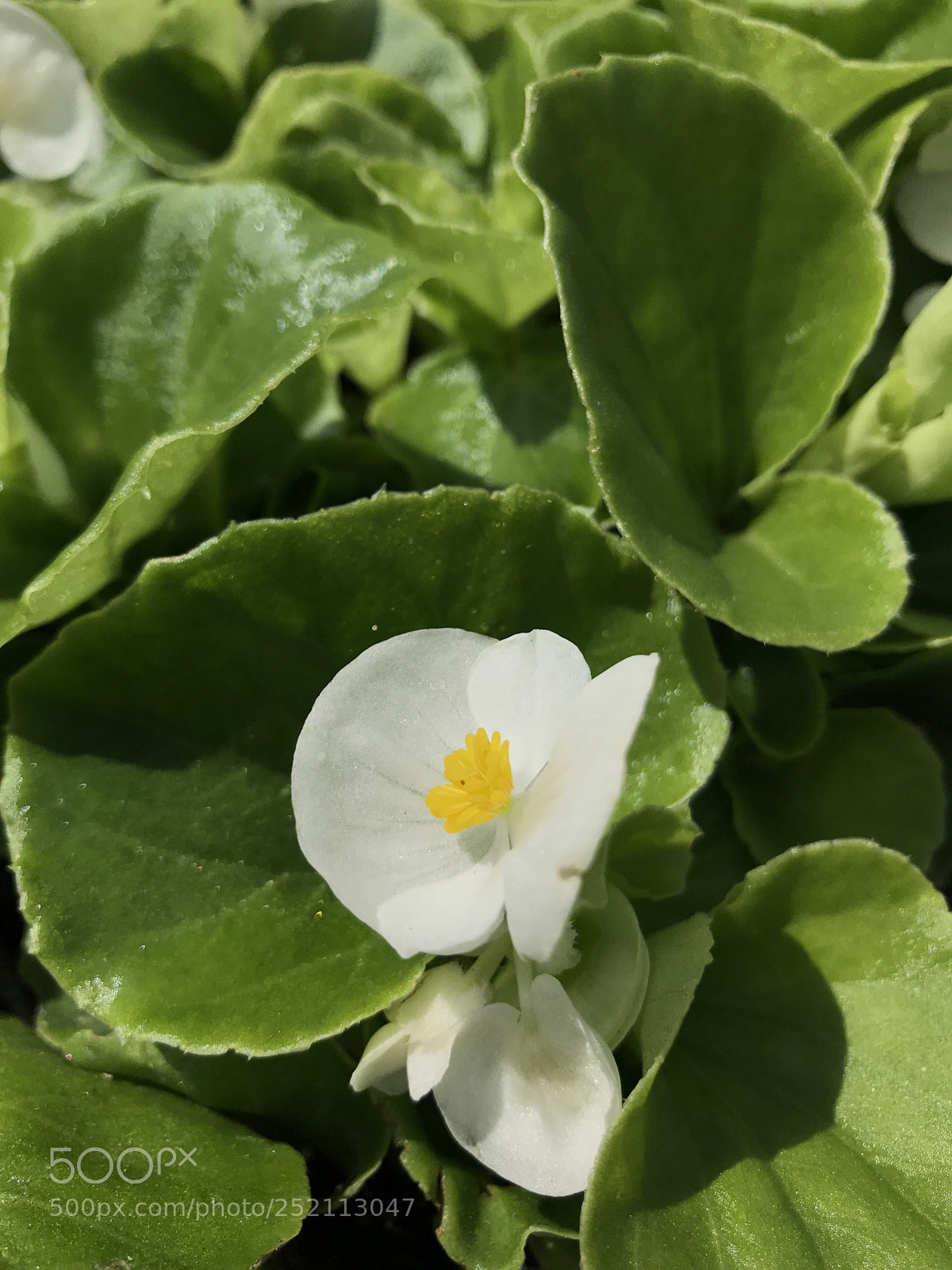 Apple iPhone 7 Plus sample photo. White flower photography