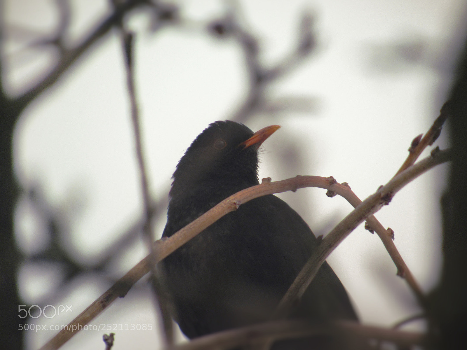 Canon PowerShot SX530 HS sample photo. Blackbird photography