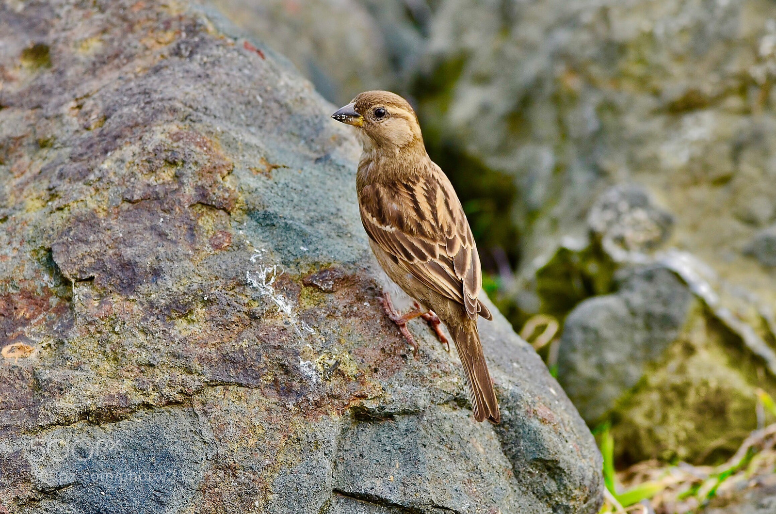 Nikon D7000 sample photo. Cute sparrow photography