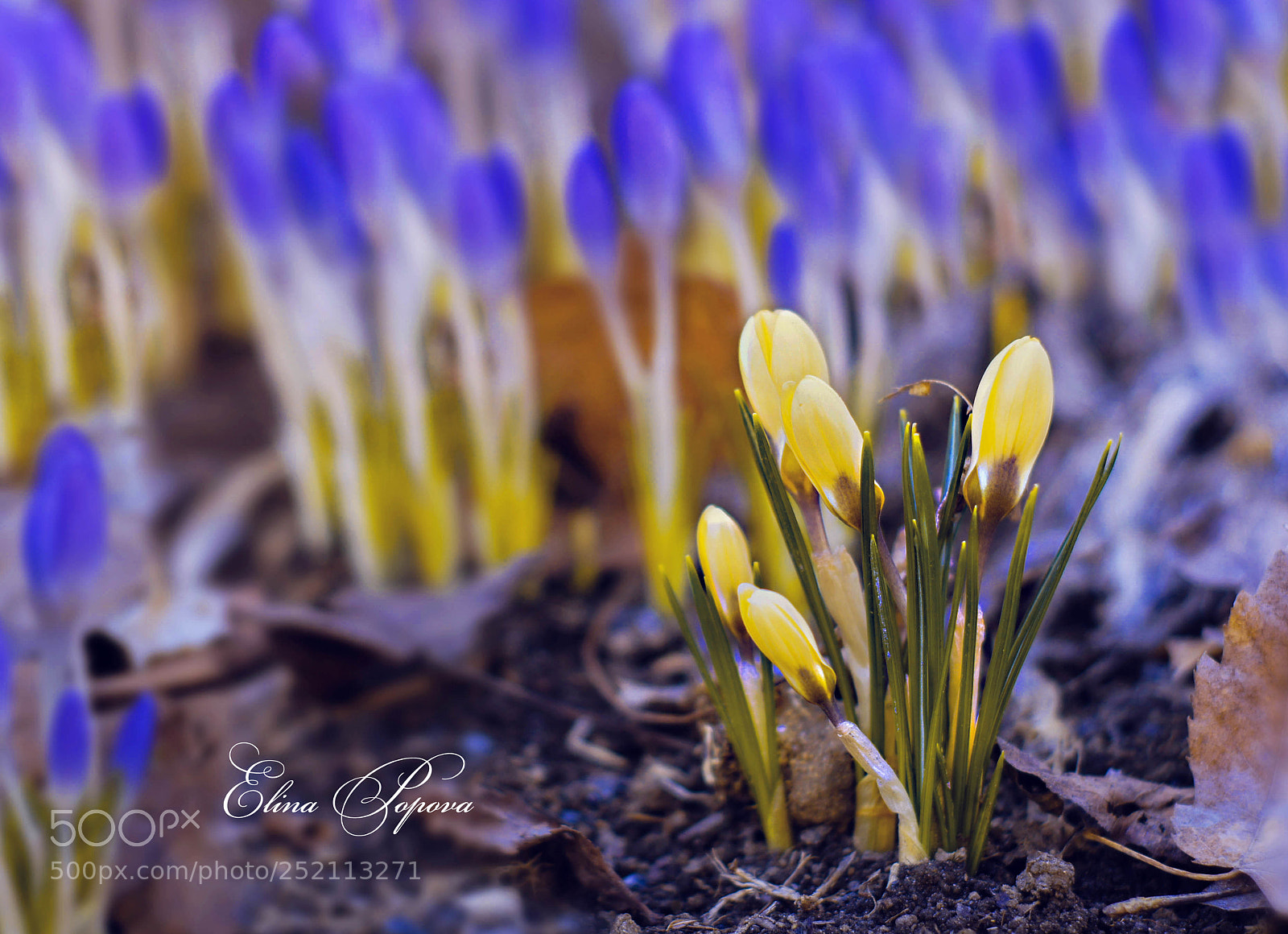 Sony SLT-A55 (SLT-A55V) sample photo. Heralds of spring photography