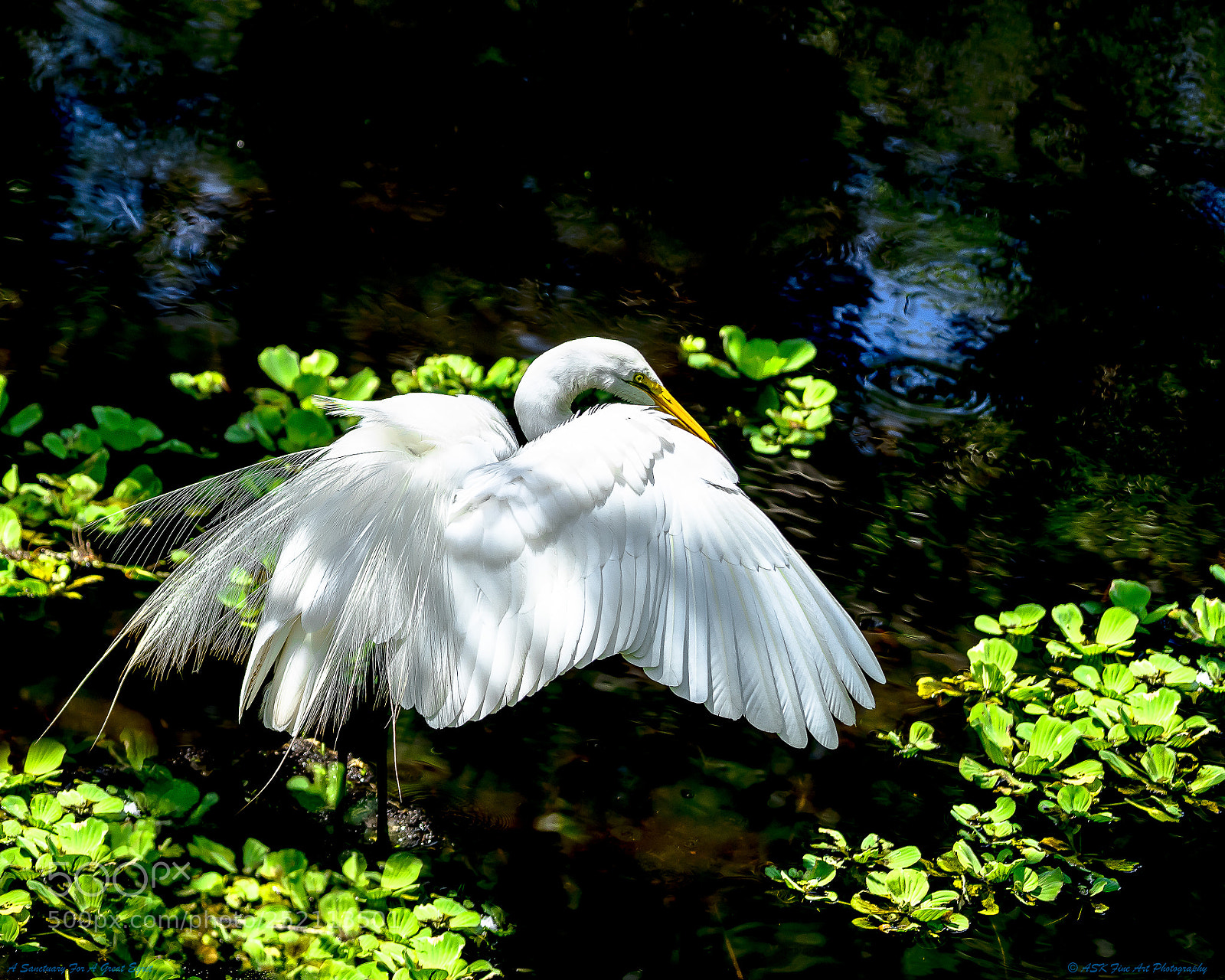 Sony a7 sample photo. A sanctuary for a photography
