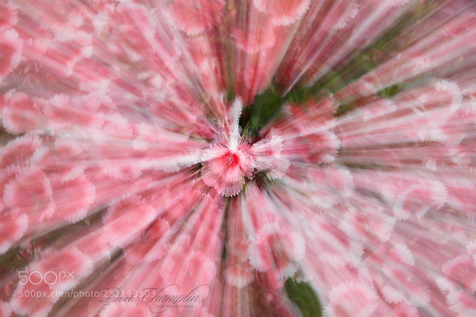 Canon EOS-1D X Mark II sample photo. Zoom flower photography