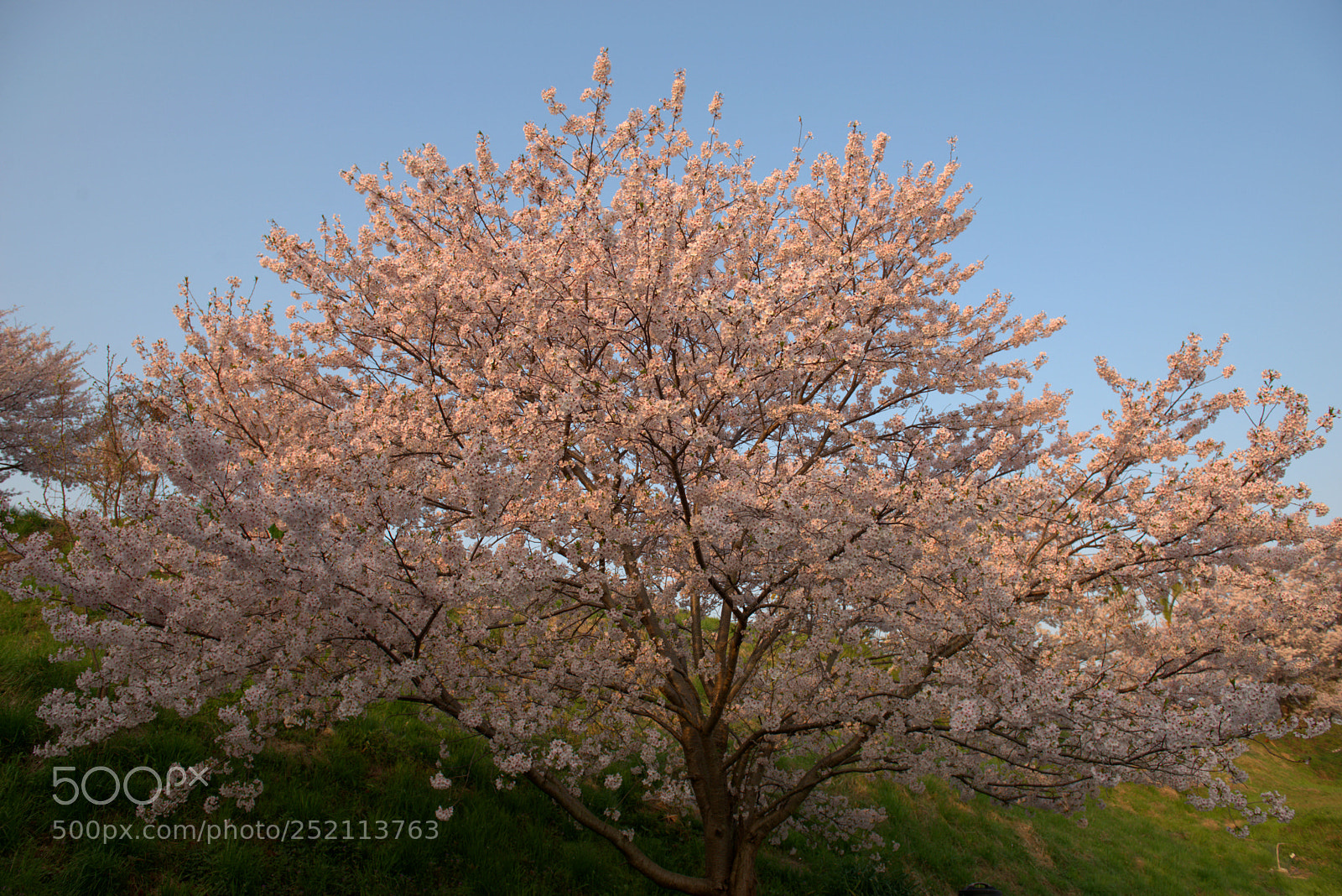 Nikon D800 sample photo. Sakura photography