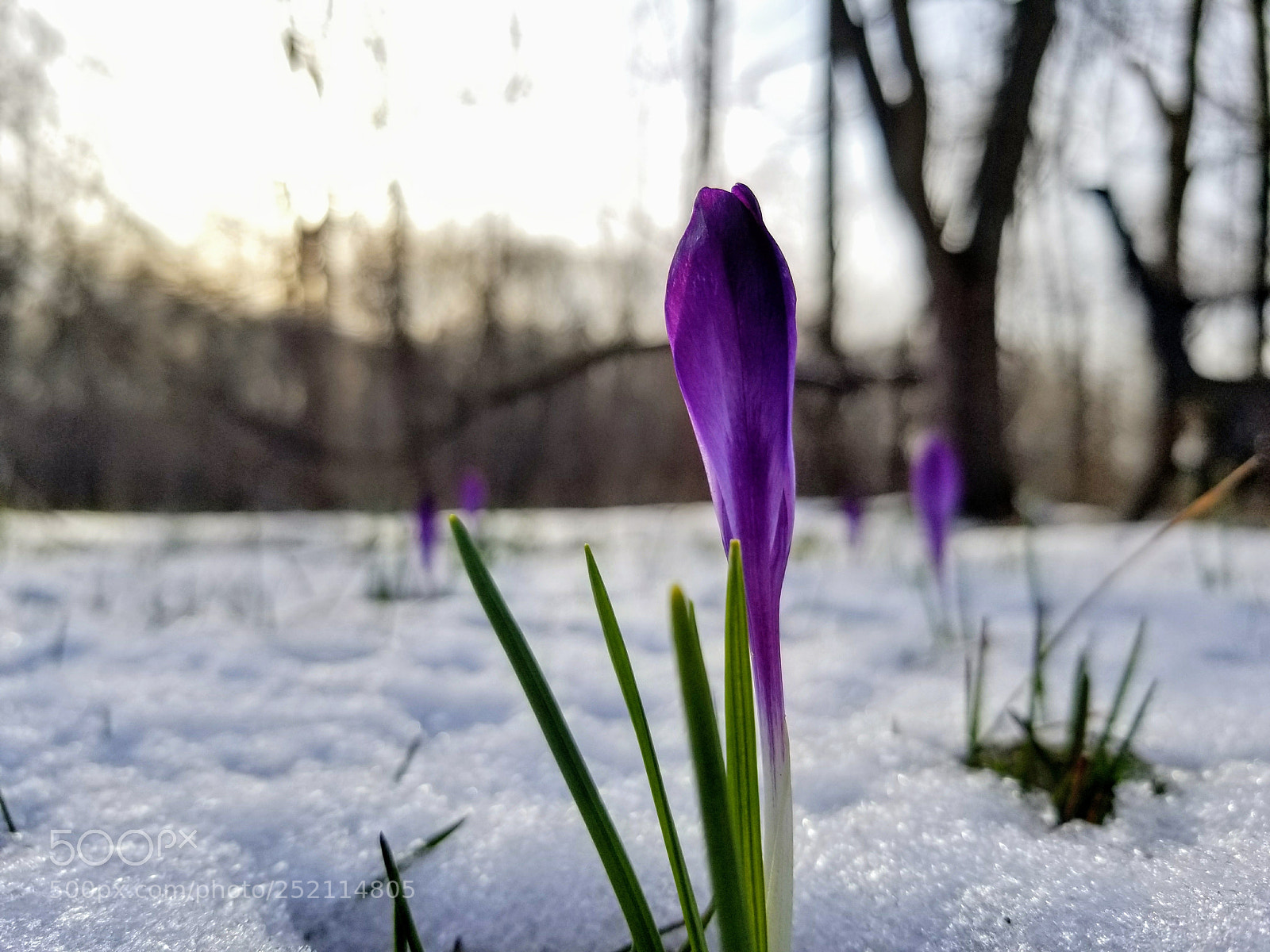 Samsung Galaxy S8 sample photo. After an april snow photography