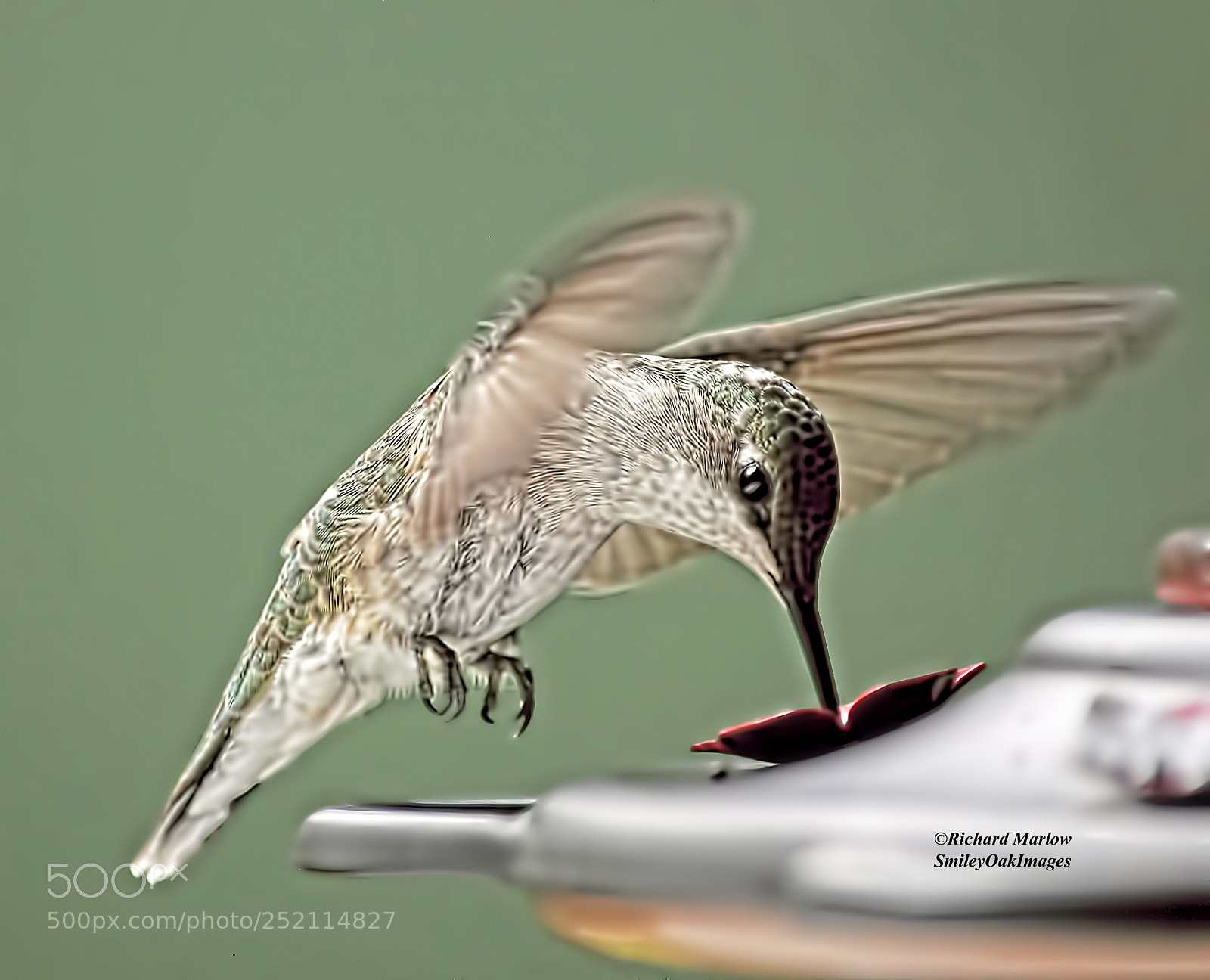 Nikon D5000 sample photo. Hummingbird photography