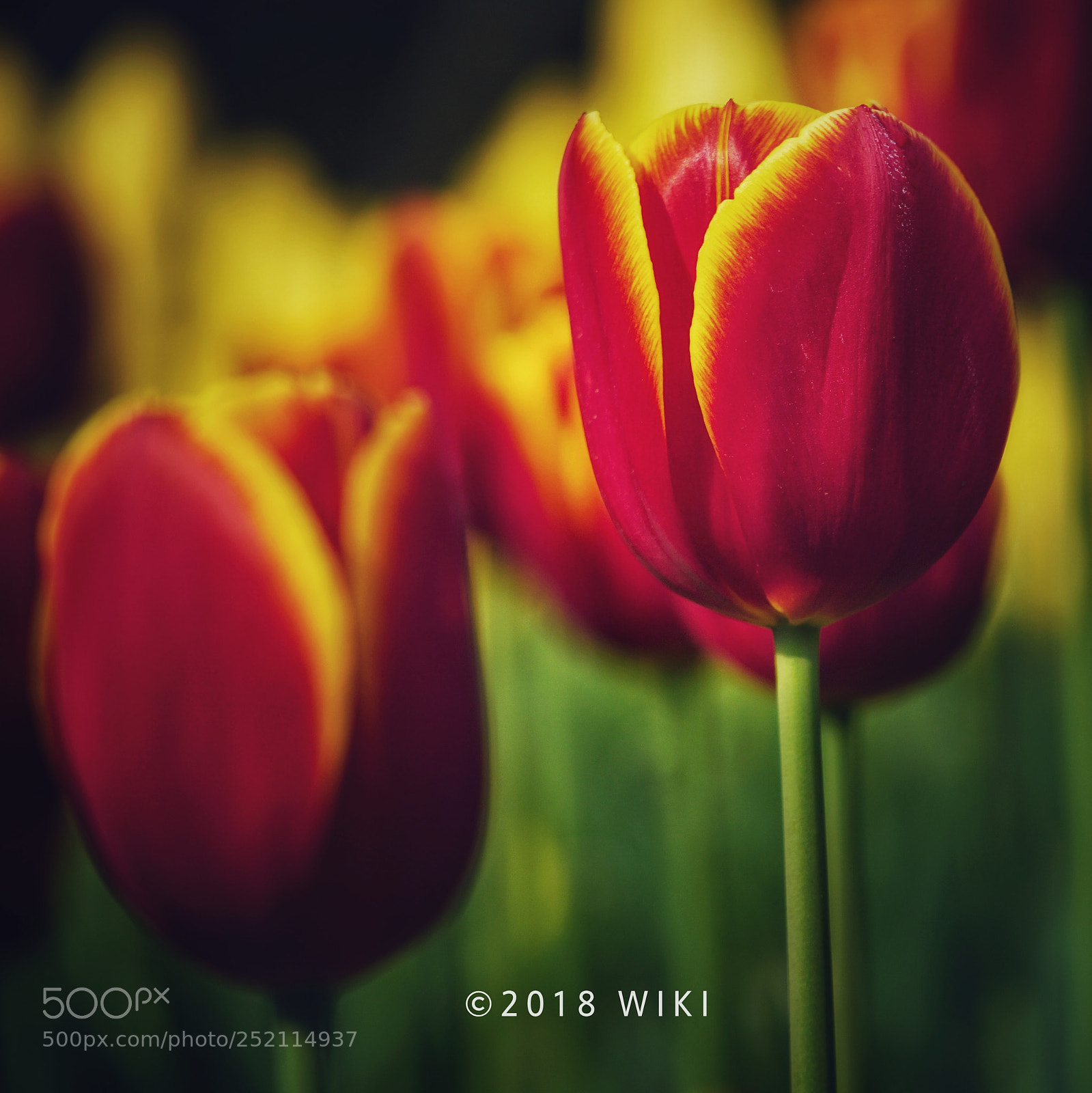 Sony a5100 sample photo. Fire flame, tulip photography