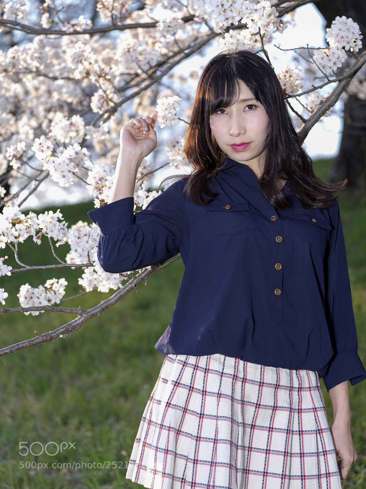 Hasselblad X1D-50c sample photo. Full bloom cherry blossoms photography