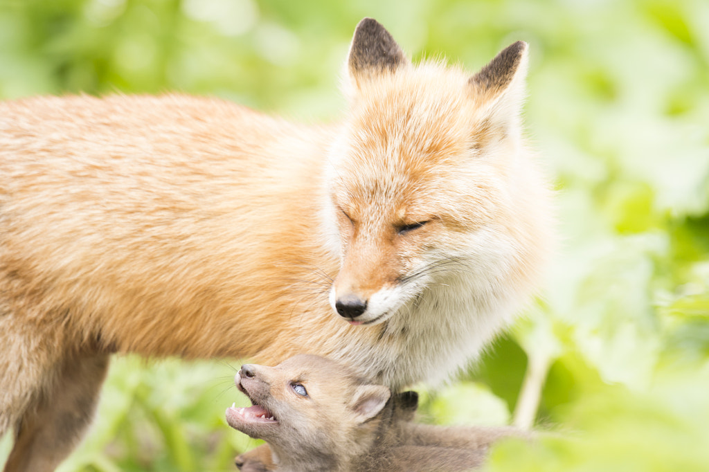 500px.comのKousuke Toyoseさんによるred fox キタキツネの親子