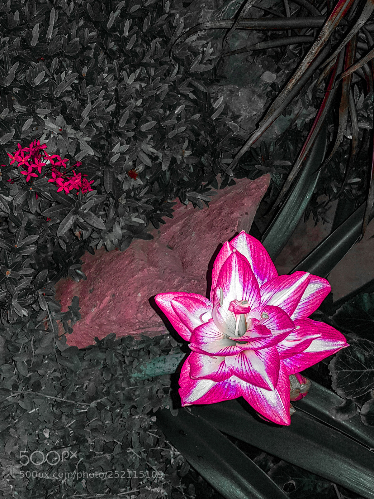 Samsung Galaxy S8 sample photo. Pink flower photography