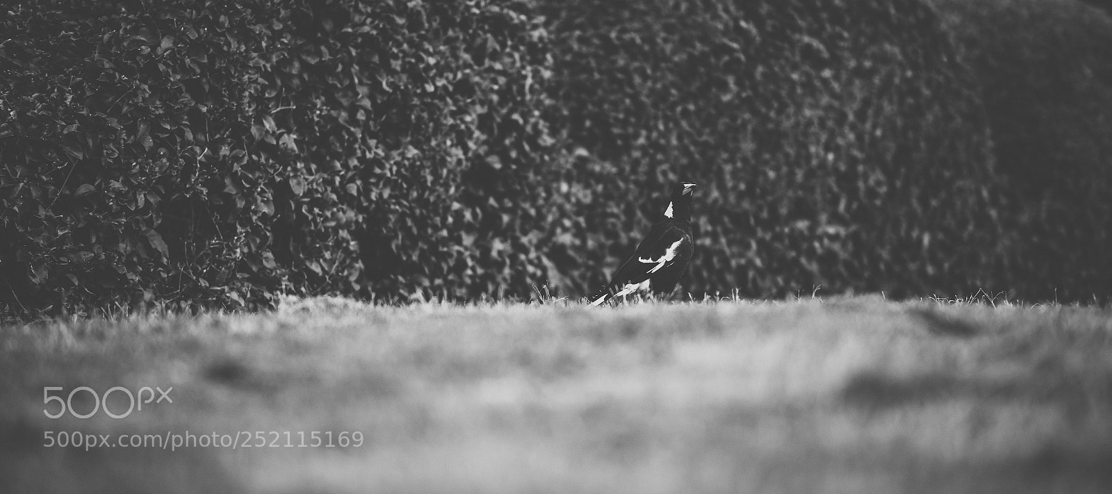 Nikon D800 sample photo. Australian magpie outdoors photography