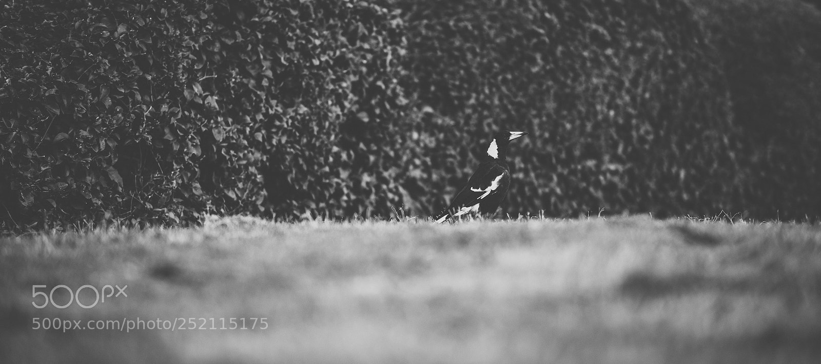 Nikon D800 sample photo. Australian magpie outdoors photography
